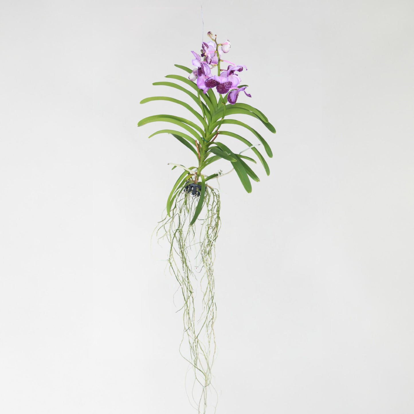 Orquídea Vanda - Vanda 'lila' - Altura 55-65cm_4