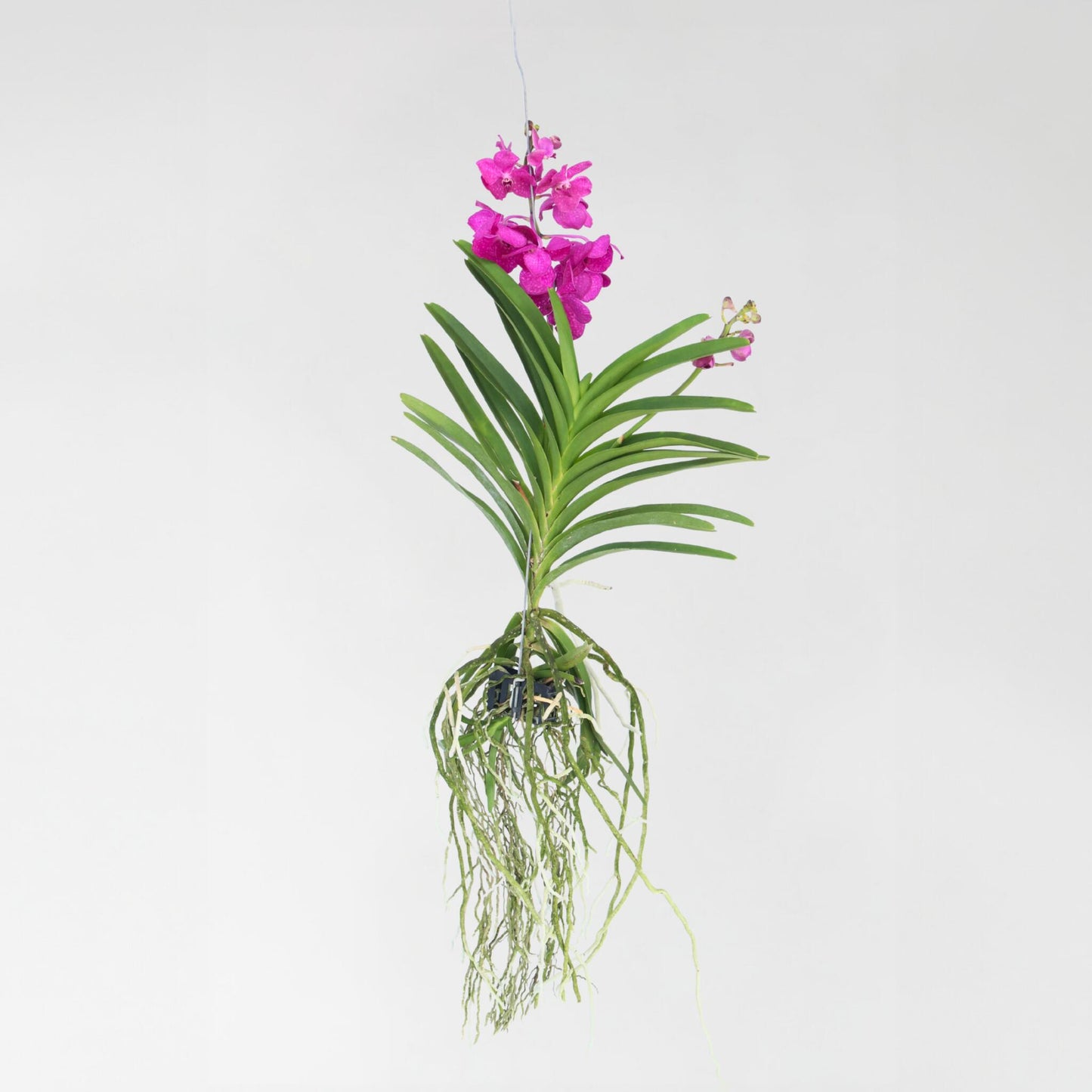 Orquídea Vanda - Vanda 'tayanee Cerise' - Altura 55-65cm_4