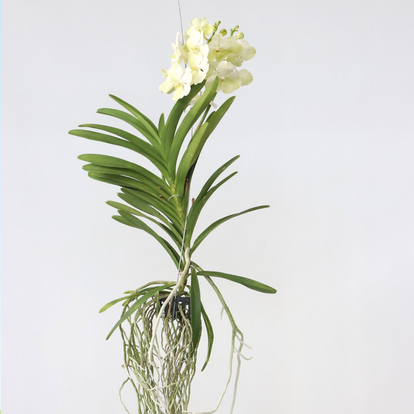 Orquídea Vanda - Vanda 'tayanee White' - Altura 45-55cm_4