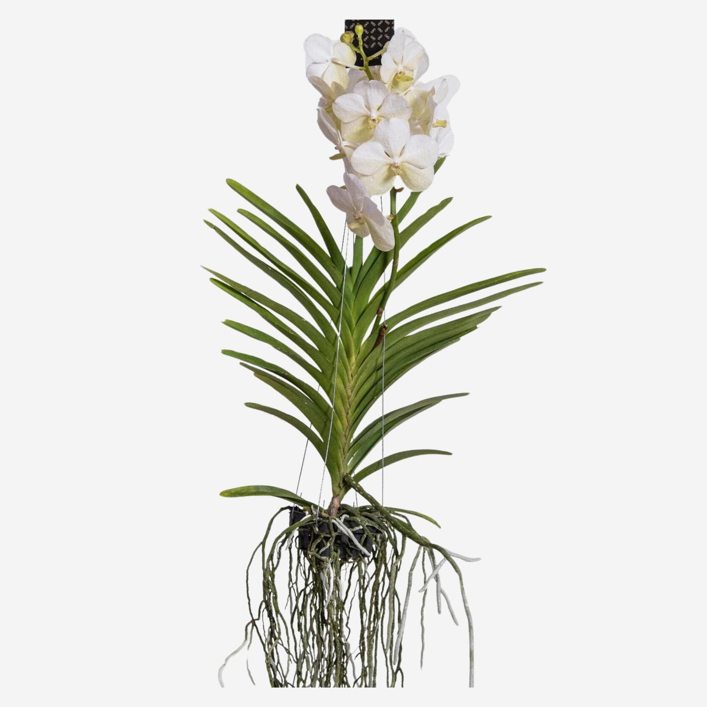 Orquídea Vanda - Vanda 'white' - Altura 55-65cm_4