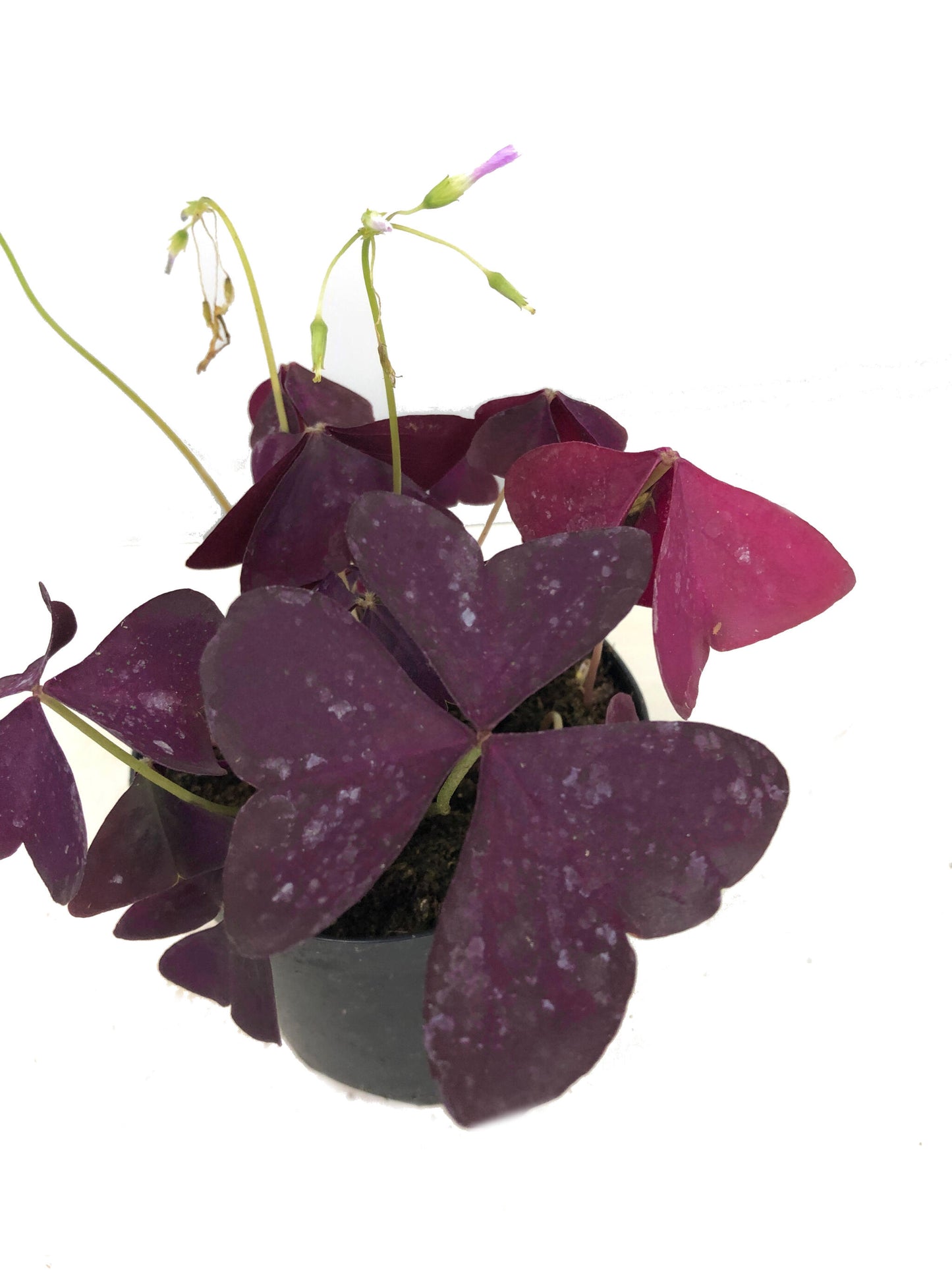 Oxalis Triangularis M12_2