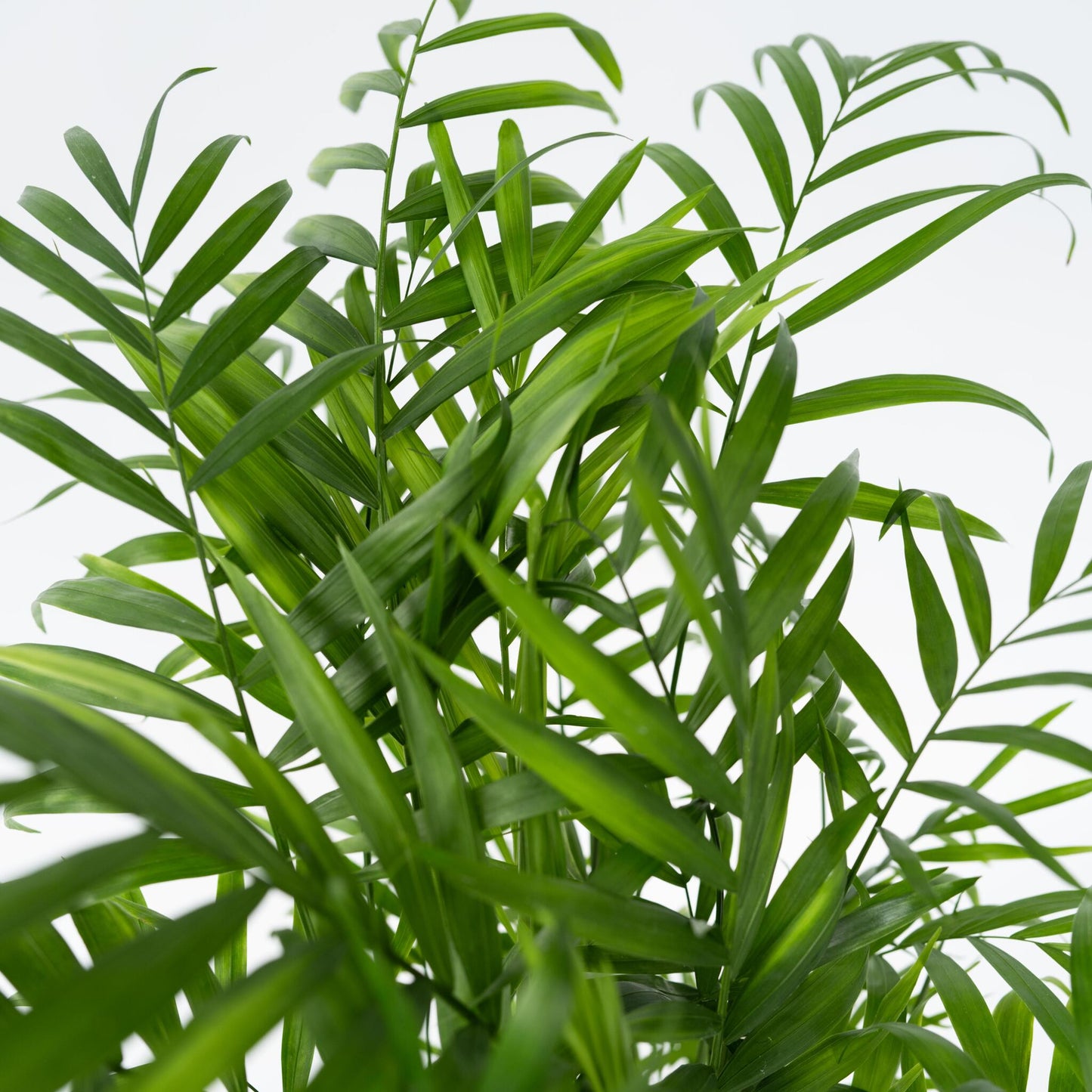 Pacaya - Palmera De Salón - Chamaedorea Elegans - Altura 80-90cm - ⌀20cm_3