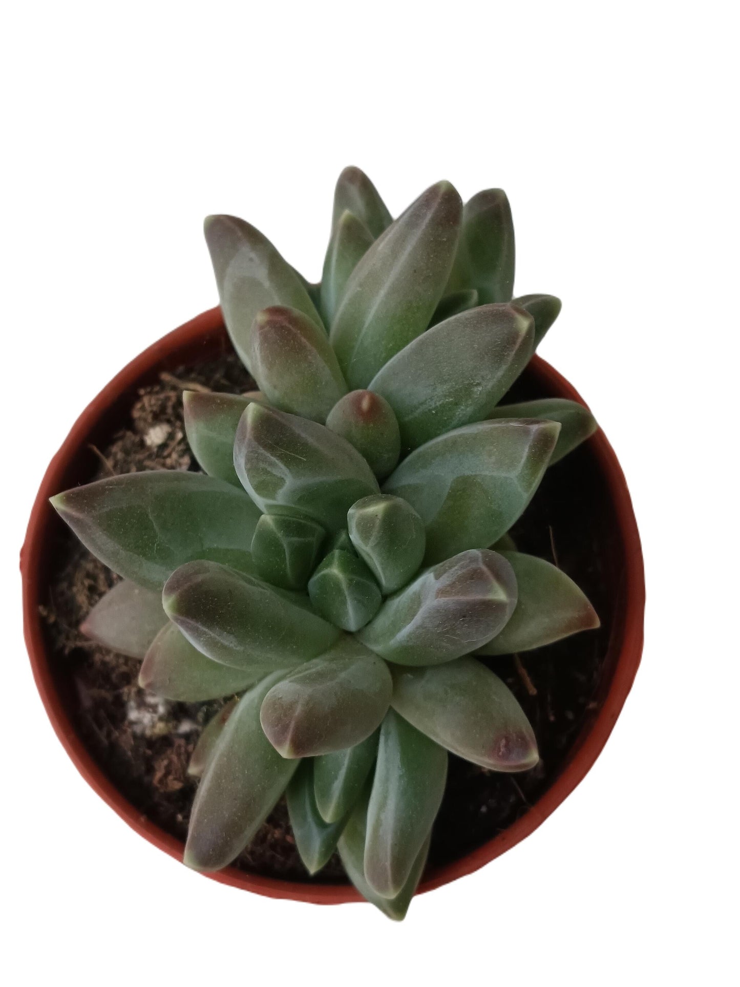 Pachyphitum Compactum Planta Suculenta Ø5 Cm_0