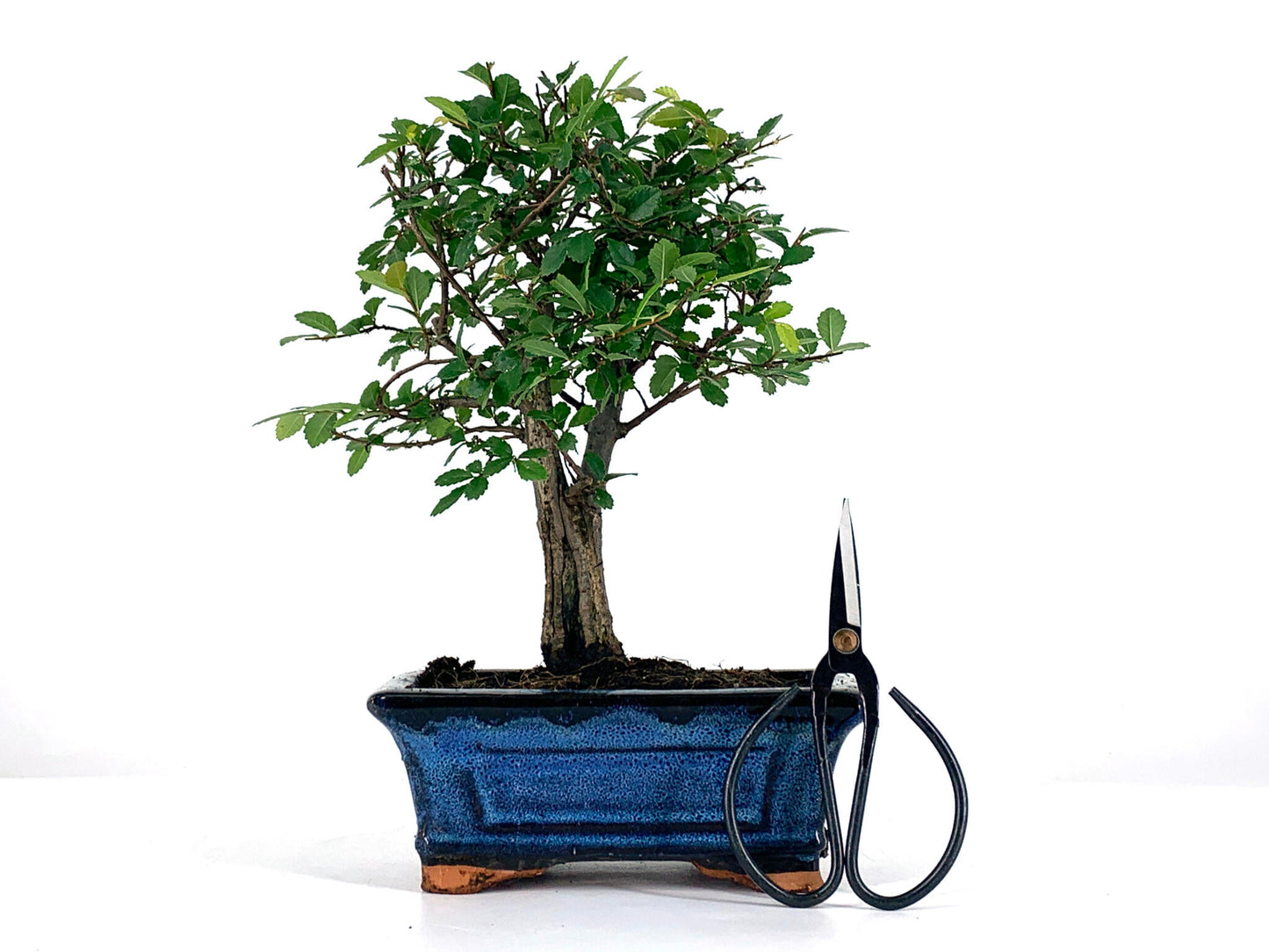 Pack Bonsái Zelkova 5 Años + Tijera_1