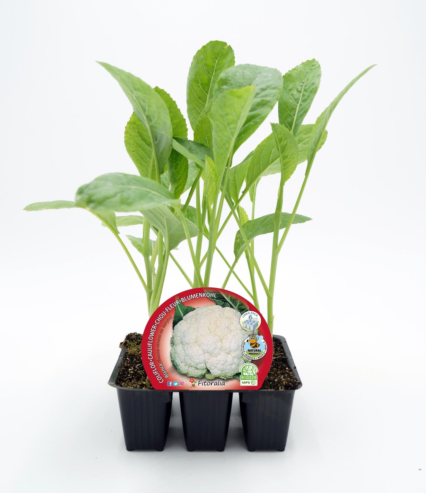 Pack Plantones Coliflor Blanca 6 Ud. Natural - Fitoralia_0