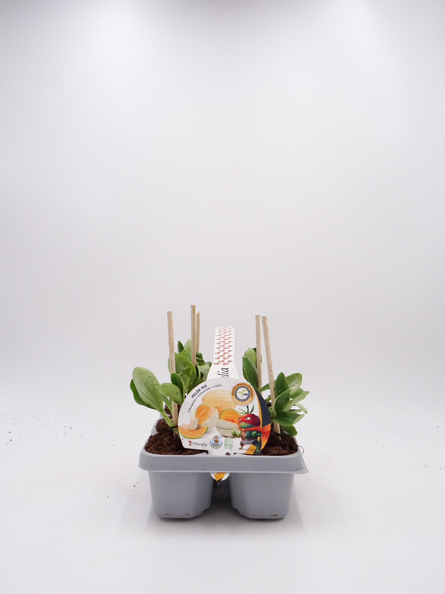 Pack Plantones Melón Mix Injertados E Hibridos 6 Ud. Natural - Fitoralia_0
