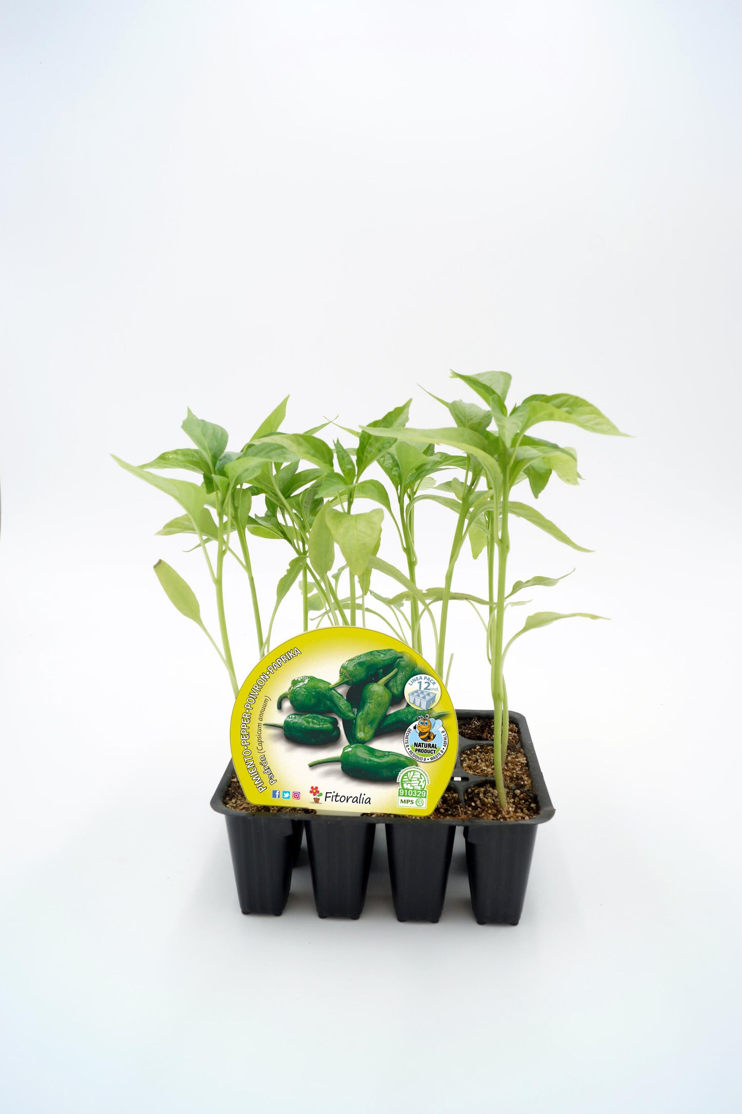 Pack Plantones Pimiento Padrón 12 Ud. Natural - Fitoralia_0