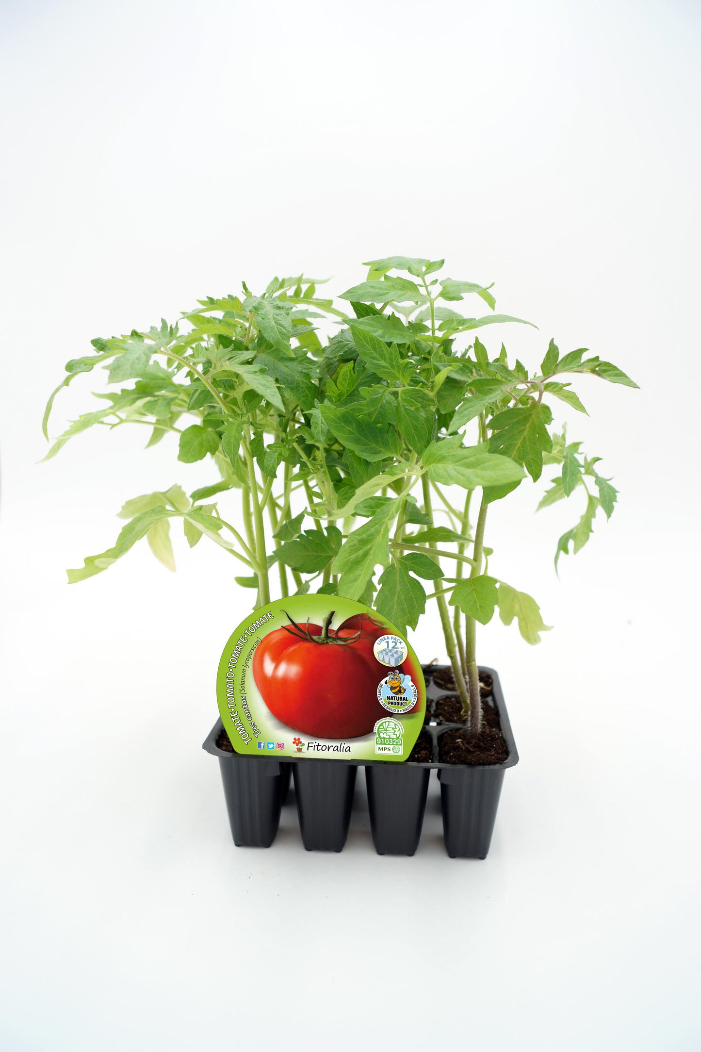 Pack Plantones Tomate Tres Cantos 12 Ud. Natural - Fitoralia_0