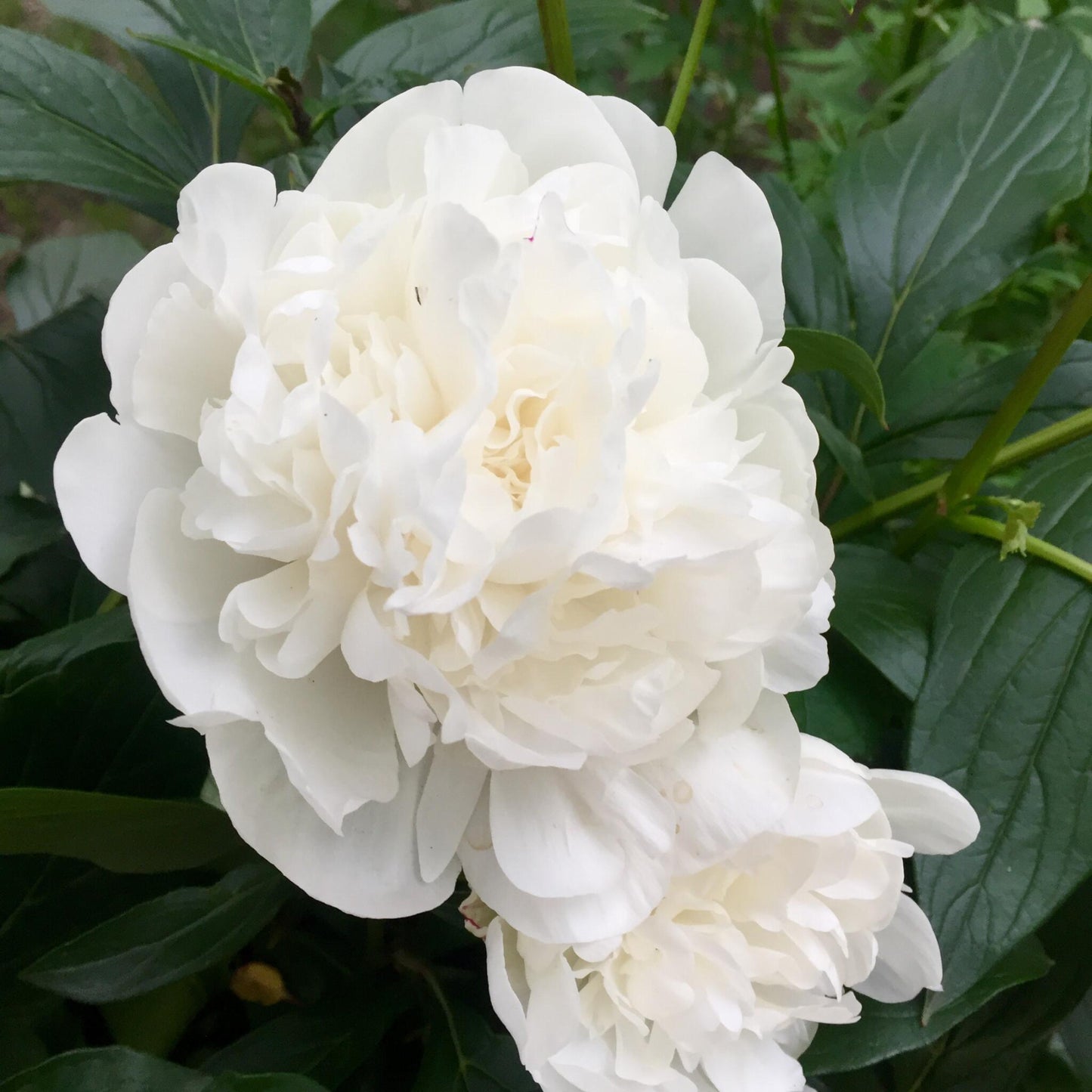 Paeoniaceae - 3 Pzs - Paeonia Officinalis - Altura 0-40cm - ⌀9cm_3