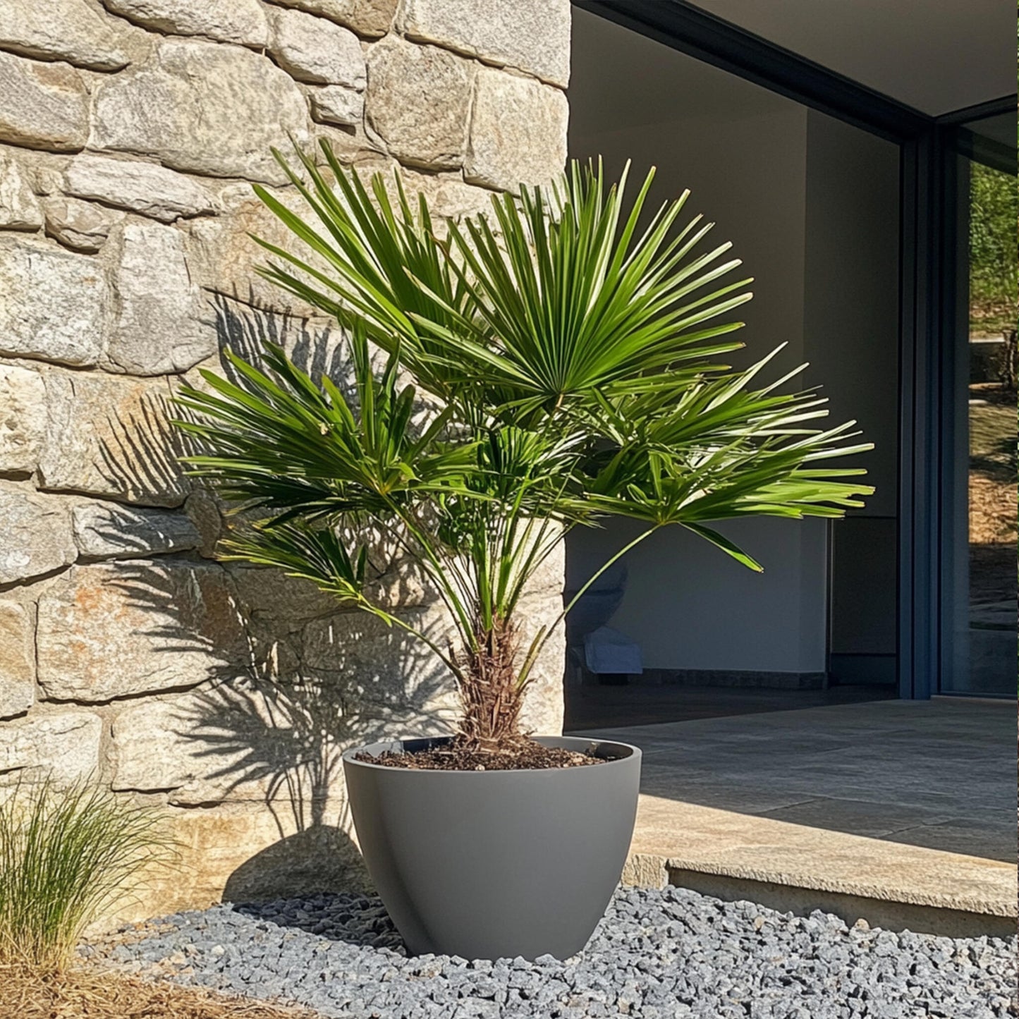 Palmito - 2 Pzs - Chamaerops Humilis - Altura 70-80cm - ⌀21cm_4