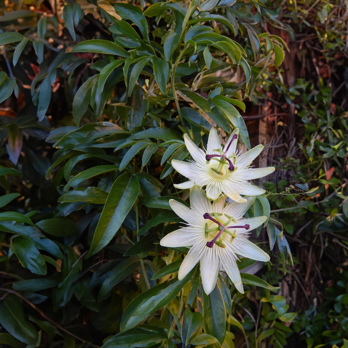 Pasionaria Azul - 2 Pzs - Passiflora 'constance Elliott' - A110-120cm - ⌀17cm_4