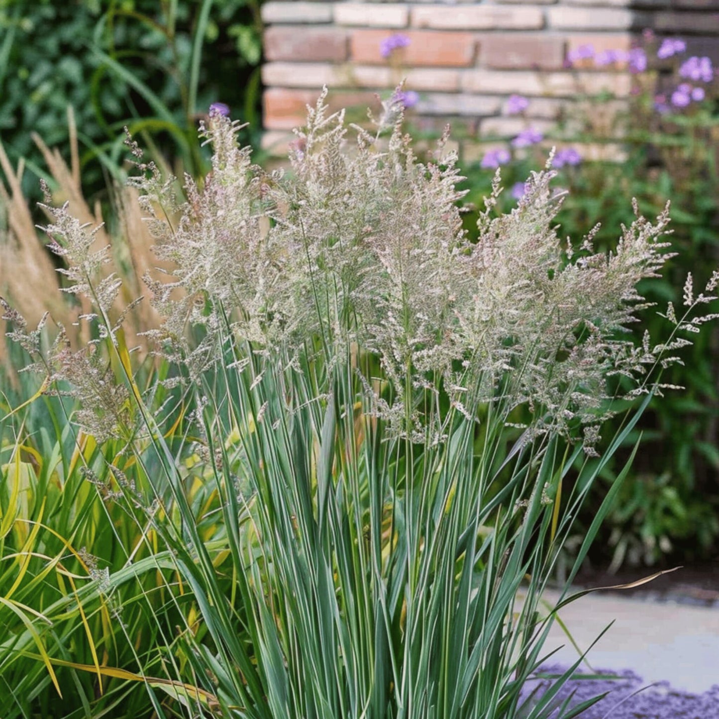 Pasto De Las Praderas - Panicum Virgatum 'heavy Metal' - Altura 40-60cm - ⌀23cm_3