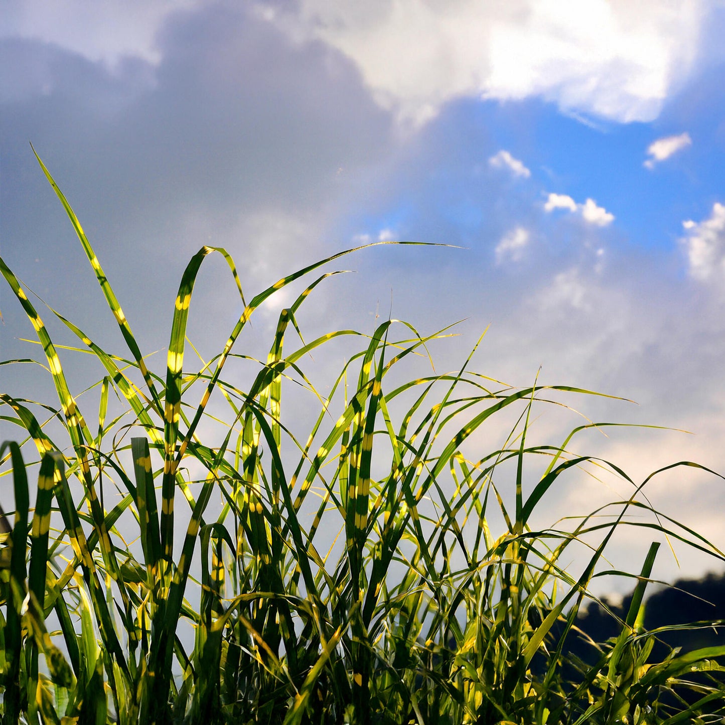 Pasto Plateado Chino - 2 Pzs - Miscanthus 'zebrinus' - Altura 20-30cm - ⌀23cm_4