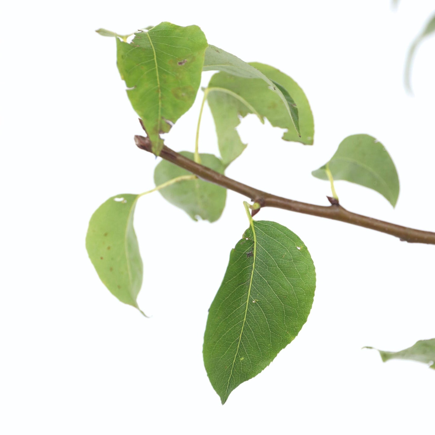 Perer - Pyrus Communis 'conference' - Altura 90-100cm - ⌀21cm_3