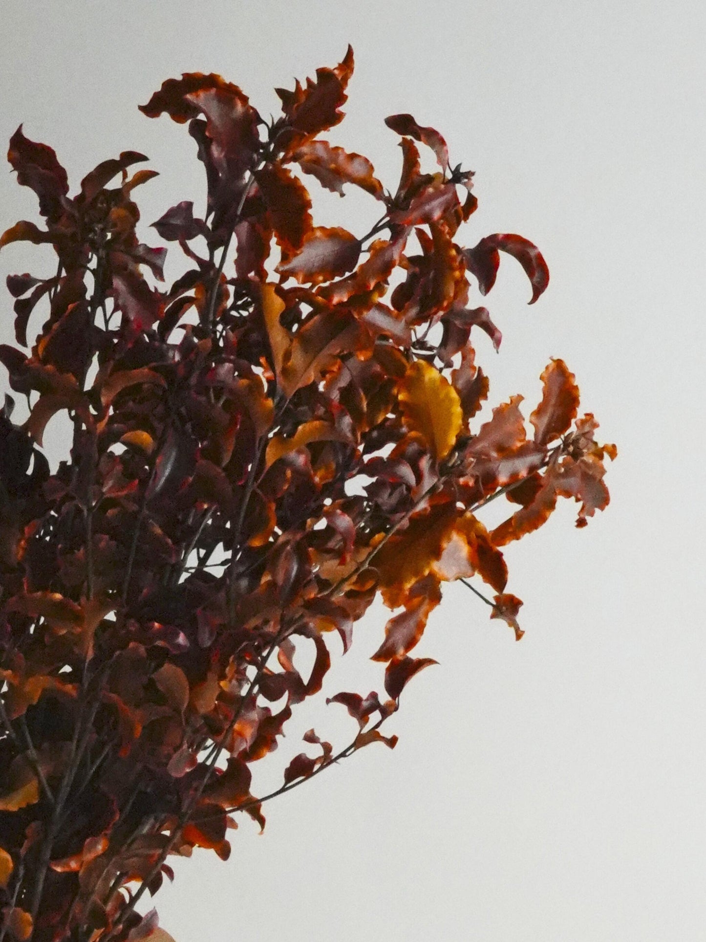 Pittosporino Preservado_1