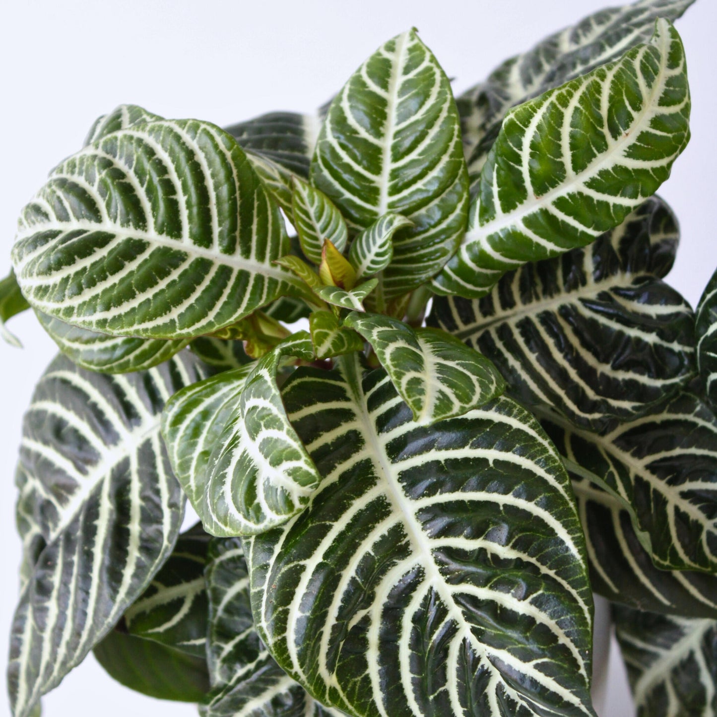 Planta Cebra - 2 Pzs - Aphelandra Squarrosa 'botanica' - Altura 25-45cm - ⌀13cm_3