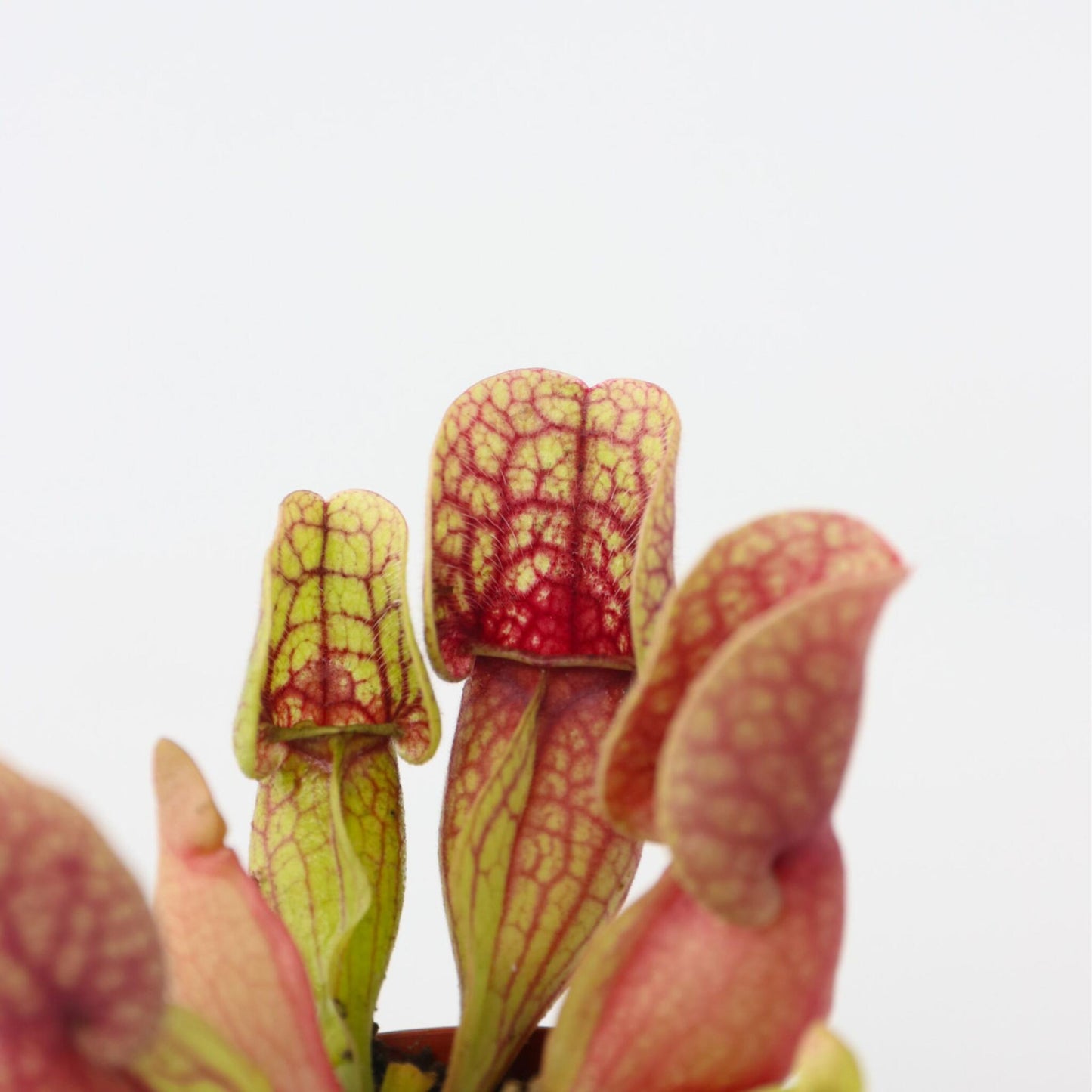 Planta Cobra Roja - 3 Pzs - Sarracenia Purpurea - Altura 10cm - ⌀55cm_3