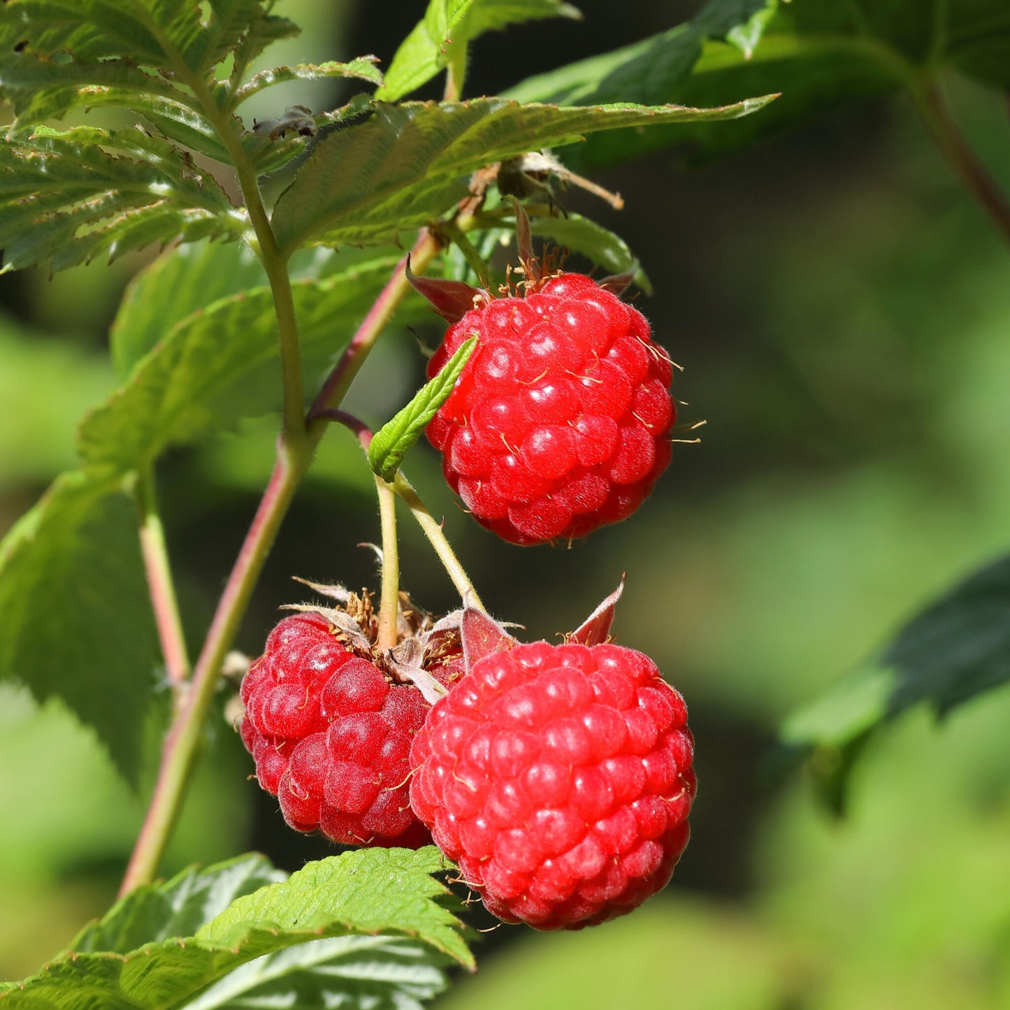 Planta De Frambuesa - 3 Pzs - Rubus Ideaus 'autumn Bliss' - A25-40cm - ⌀9cm_3
