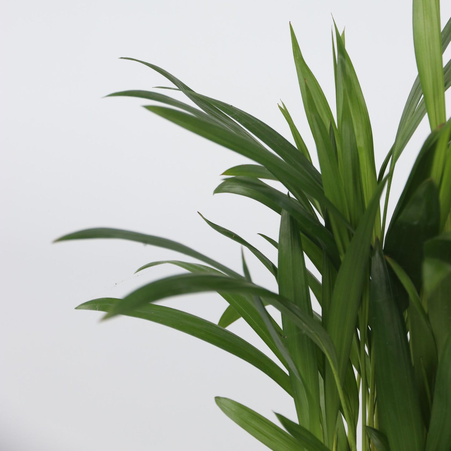 Planta De Interior De Moda - 4 Pzs - Altura 25-40cm - ⌀12cm_3