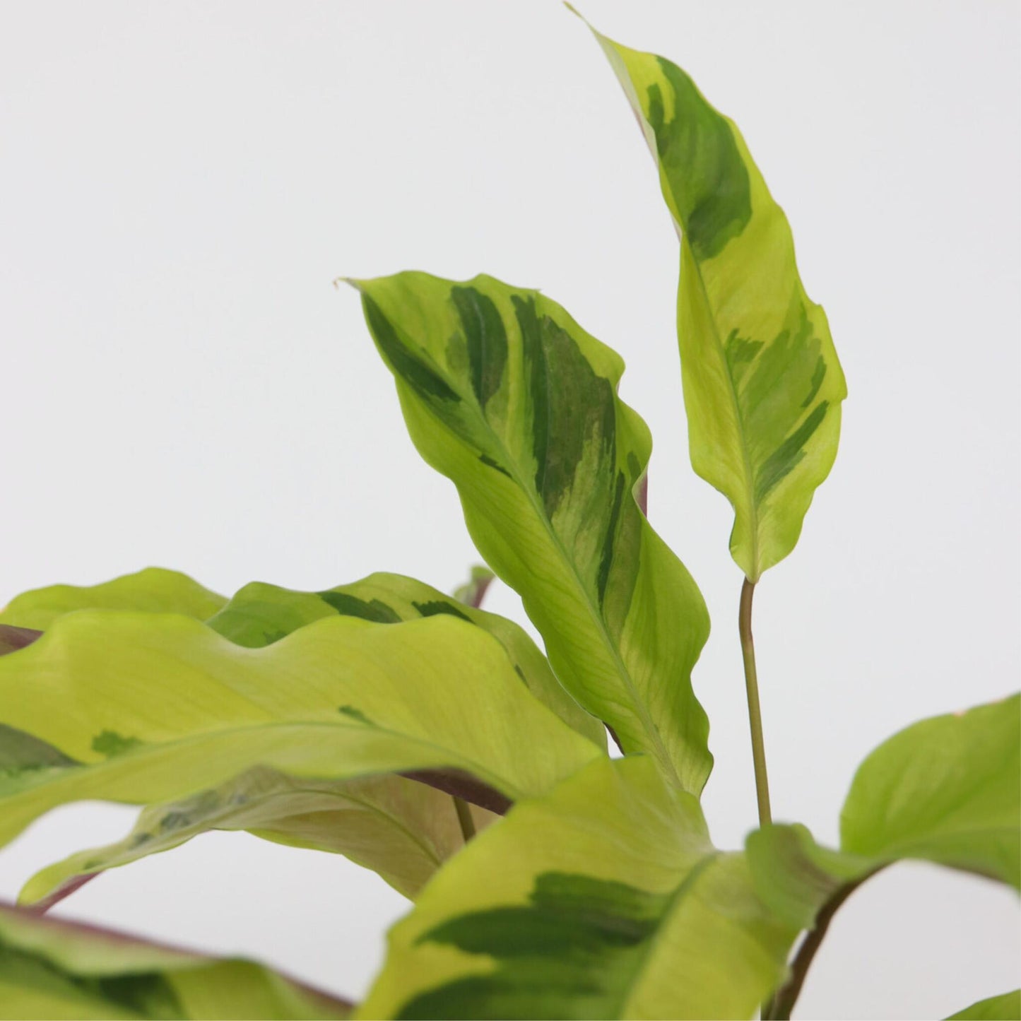 Planta De Pavo Real - Calathea 'yellow Fusion' - Altura 30-40cm - ⌀14cm_3