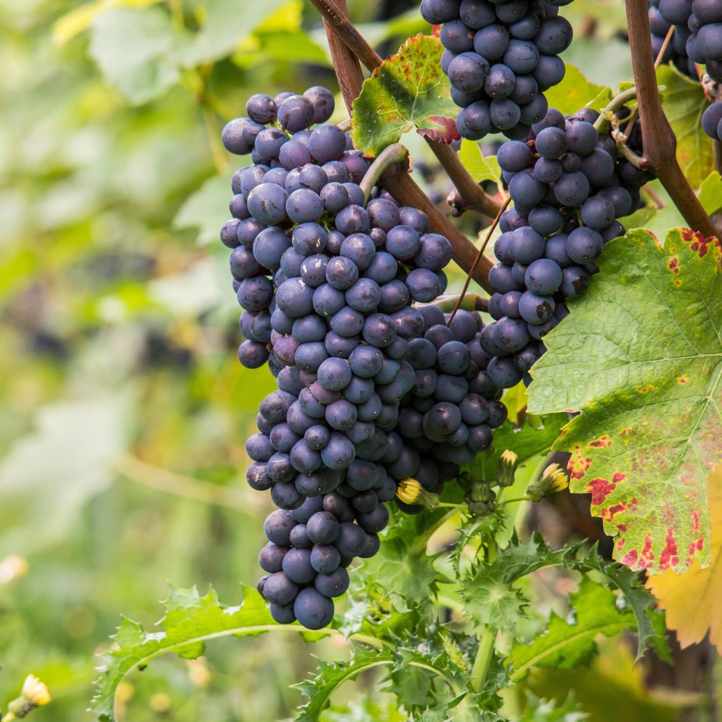 Planta De Uva - Vitis Vinifera ‘nero’ - Altura 60-75cm - ⌀21cm_3