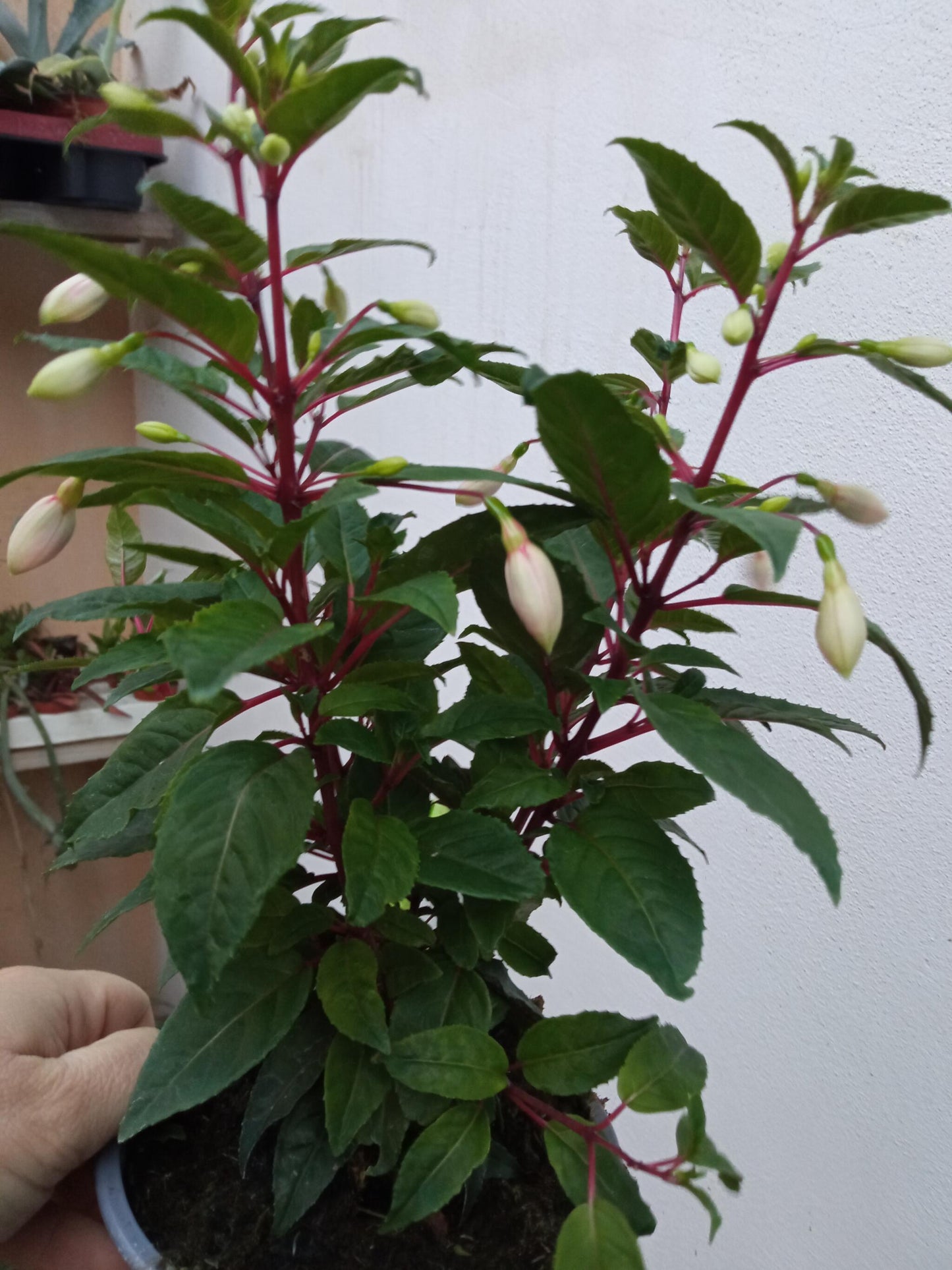 Planta Fuchsia Pendientes De La Reina 1 Und Flor Surtida Ø10 Cm_4