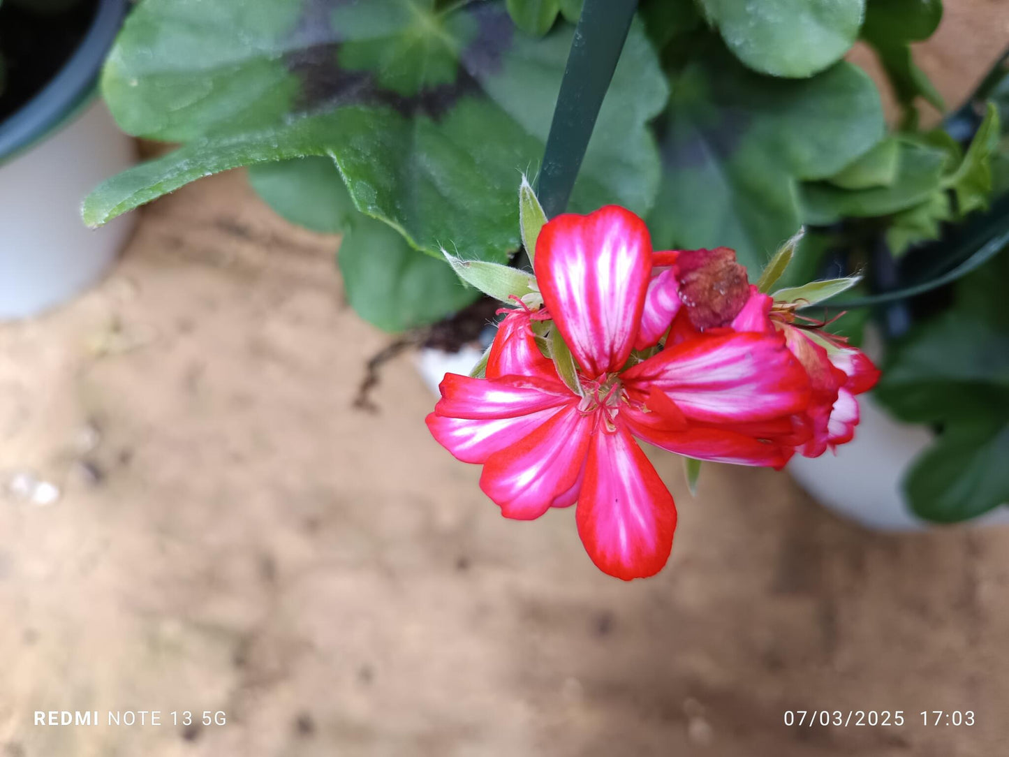 Planta Geranio Hiedra Gitanilla De Flor Surtida Ø14_4