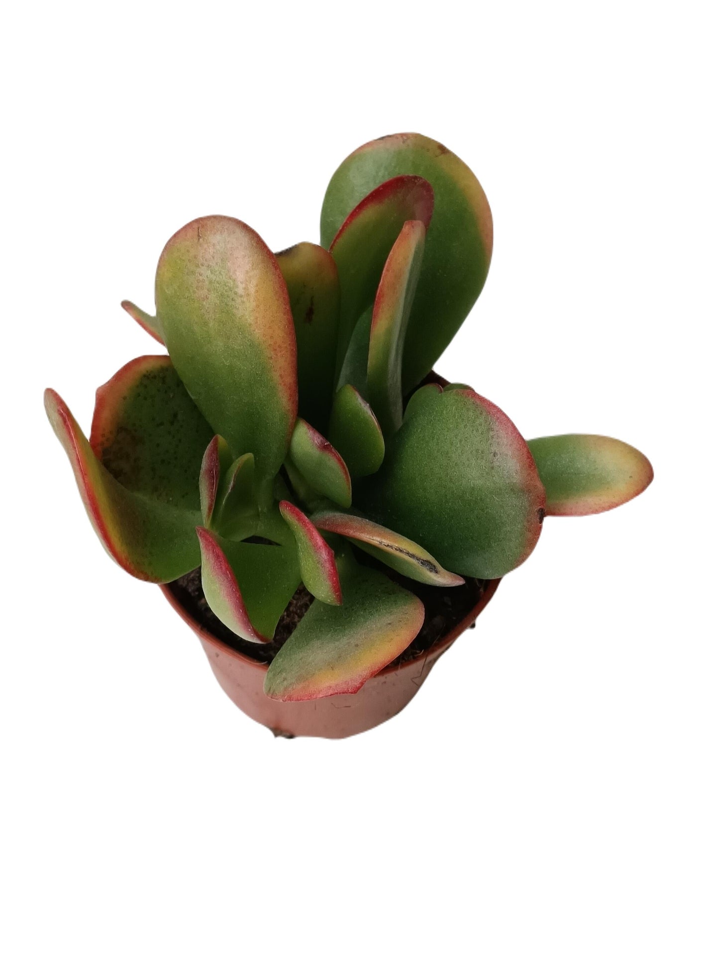 Planta Suculenta De La Suerte Crassula Sunset Ø5 Cm_0