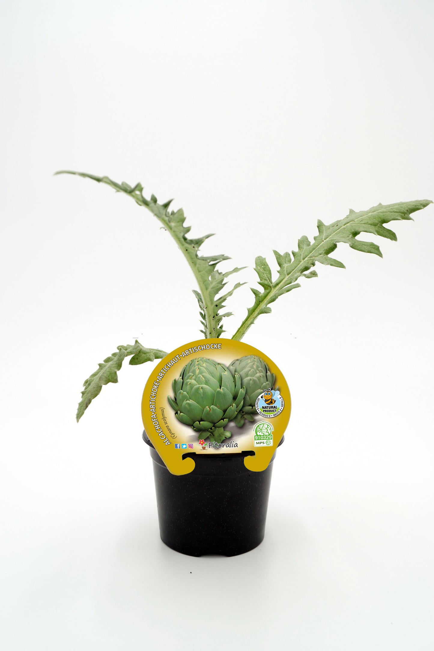 Plantón Alcachofa En Maceta 10,5 Cm. Natural - Fitoralia_0
