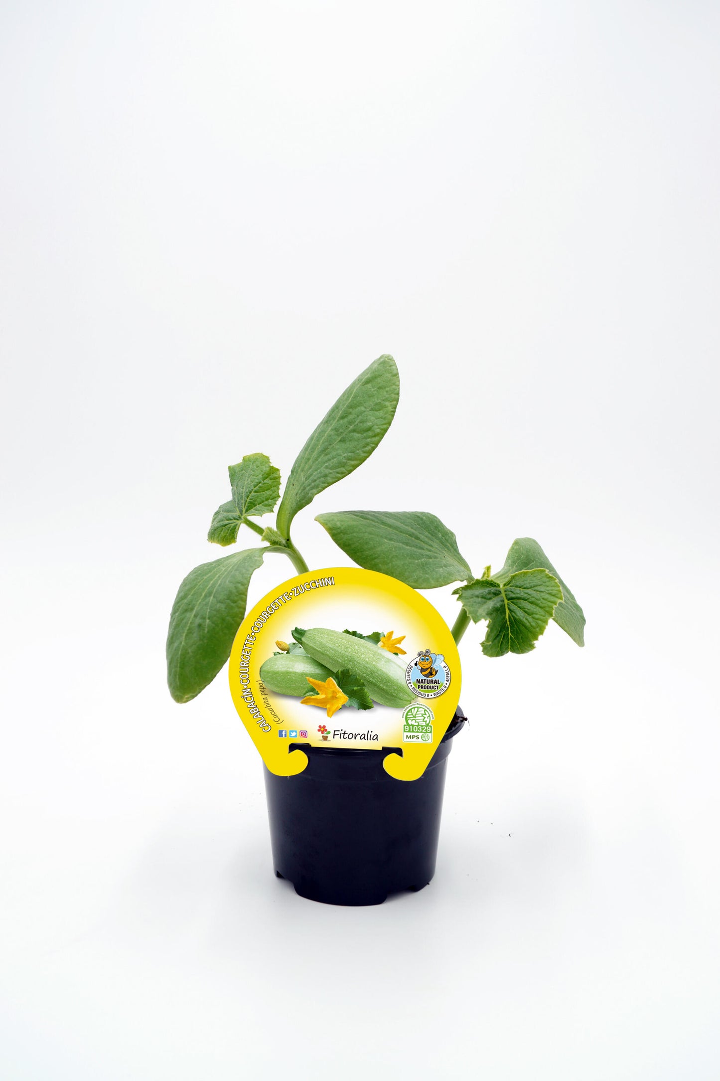 Plantón Calabacín Blanco En Maceta 10,5 Cm. Natural - Fitoralia_0