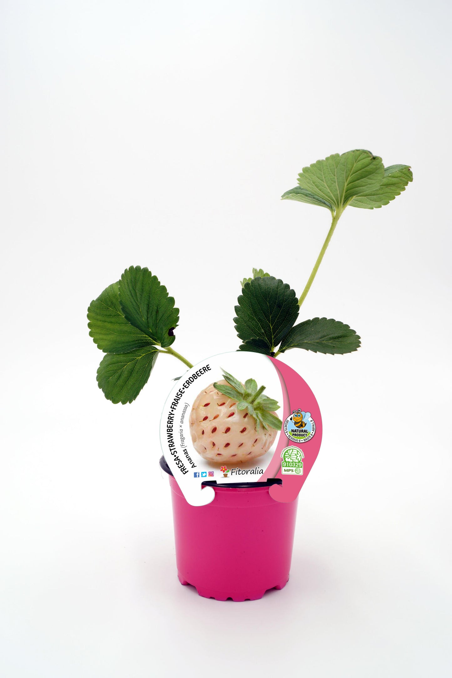 Plantón Fresa Ananas En Maceta 10,5 Cm. Natural - Fitoralia_0