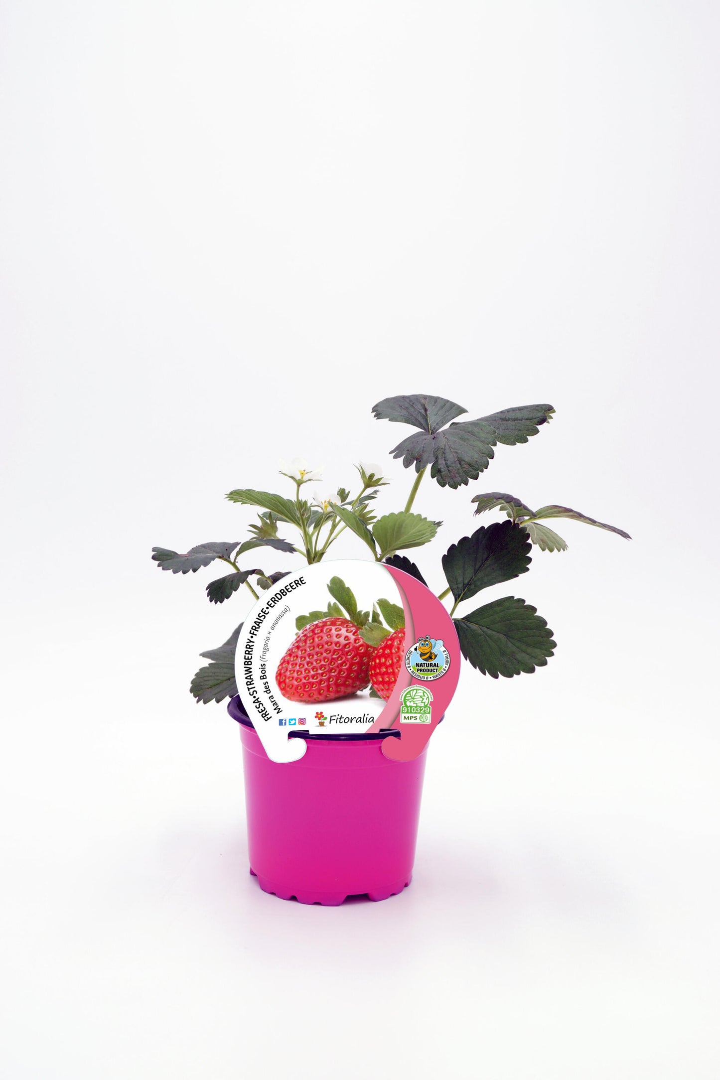 Plantón Fresa Mara Des Bois En Maceta 10,5 Cm. Natural - Fitoralia_0