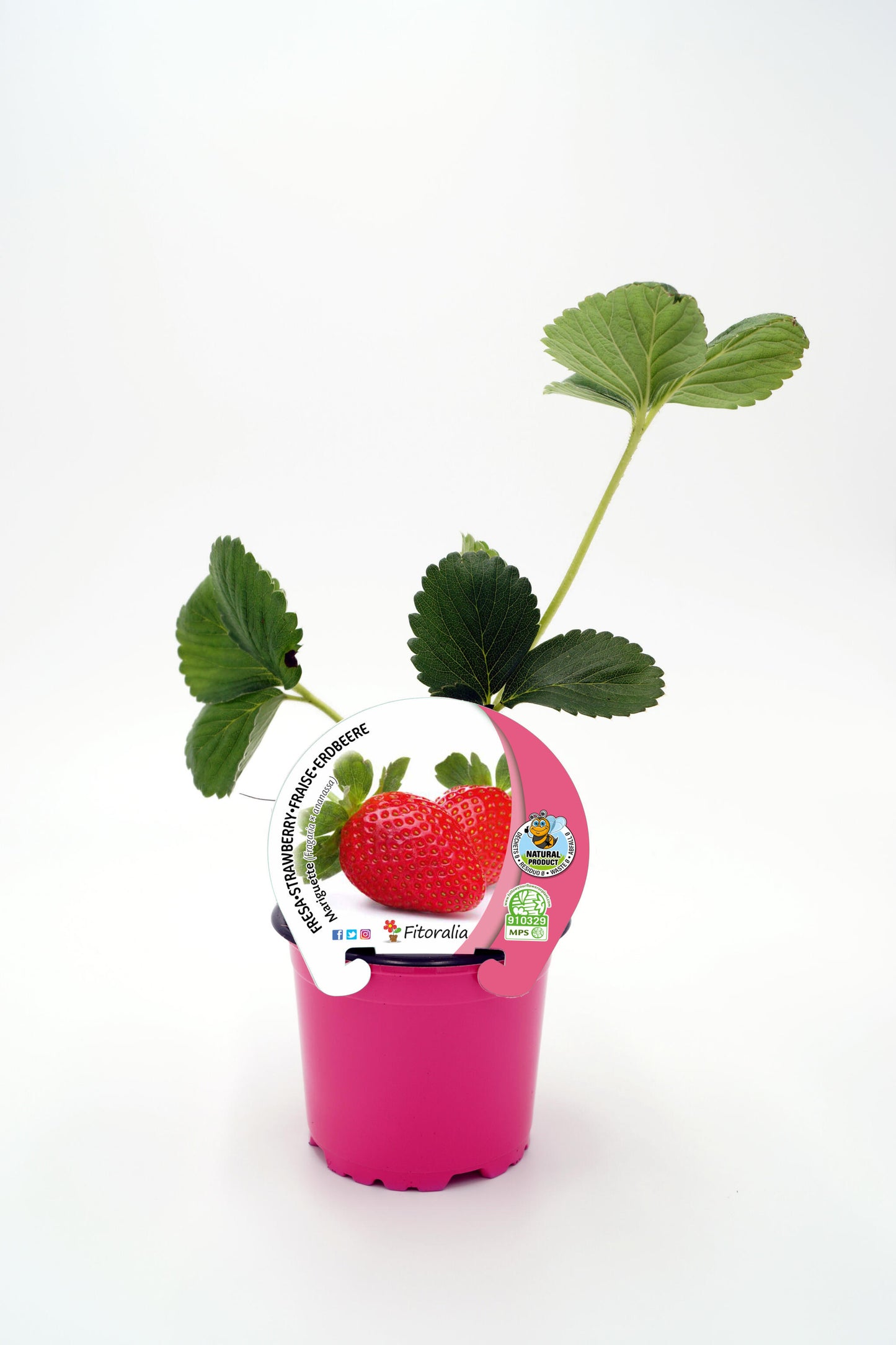 Plantón Fresa Mariguette En Maceta 10,5 Cm. Natural - Fitoralia_0