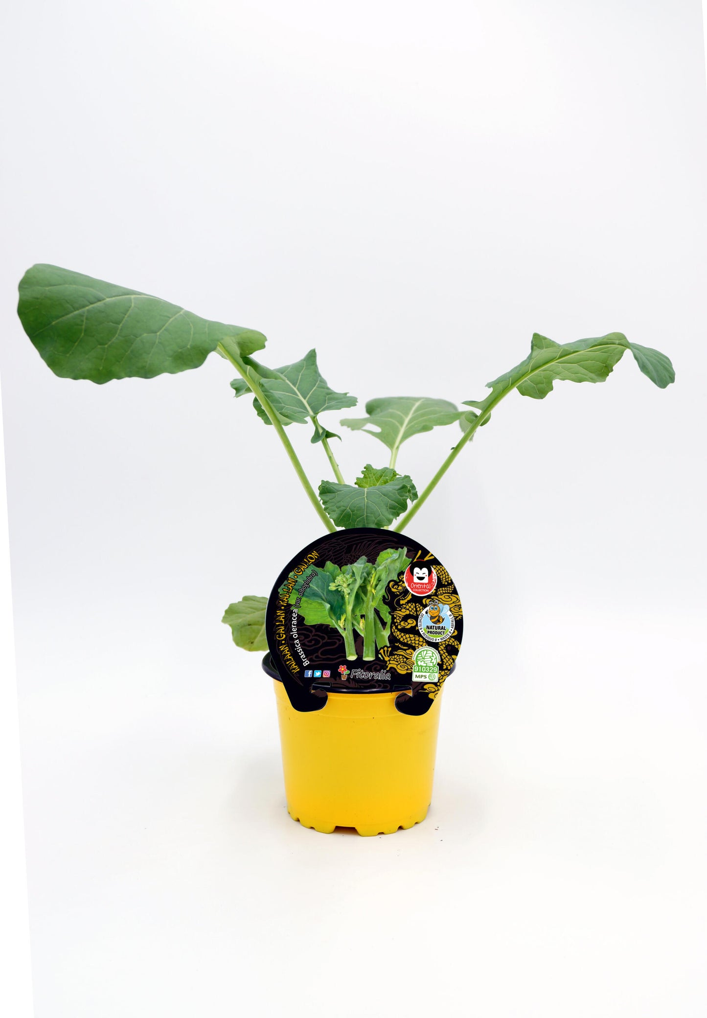 Plantón Kailaan Natural En Maceta 10,5 Cm. - Fitoralia_0