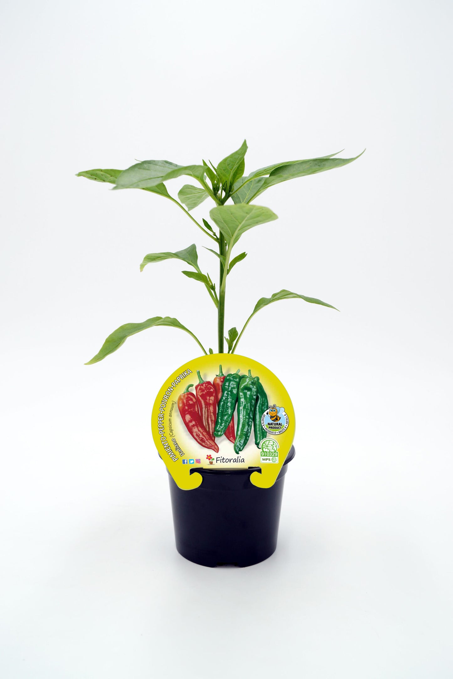 Plantón Pimiento Italiano En Maceta 10,5 Cm. Natural - Fitoralia_0
