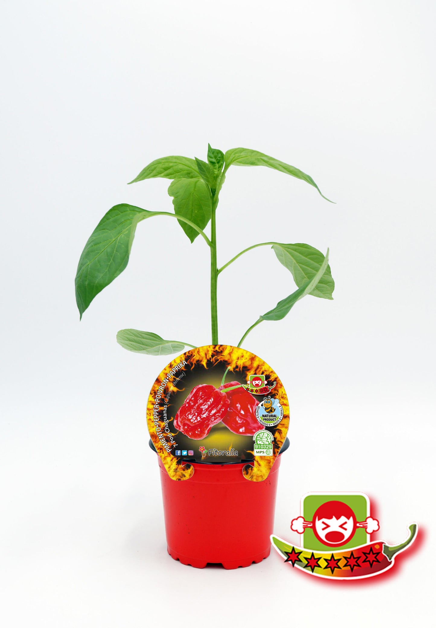 Plantón Pimiento Picante 7 Pod Chaguanas En Maceta 10,5 Cm. Natural - Fitoralia_0