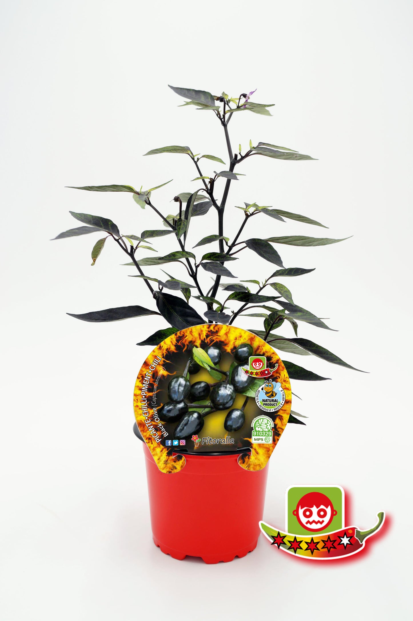 Plantón Pimiento Picante Black Olive En Maceta 10,5 Cm. Natural - Fitoralia_0