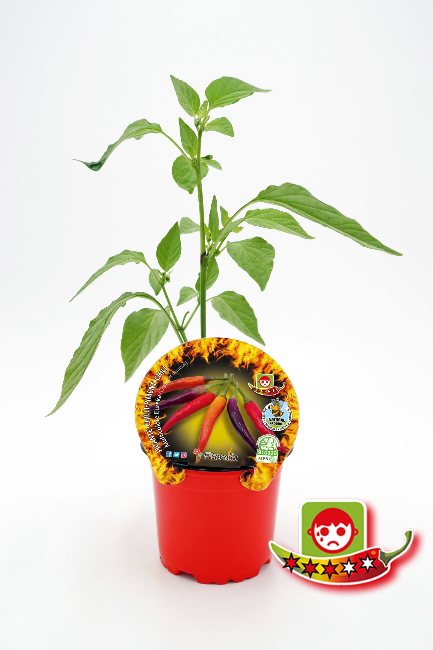 Plantón Pimiento Picante Eureka En Maceta 10,5 Cm. Natural - Fitoralia_0