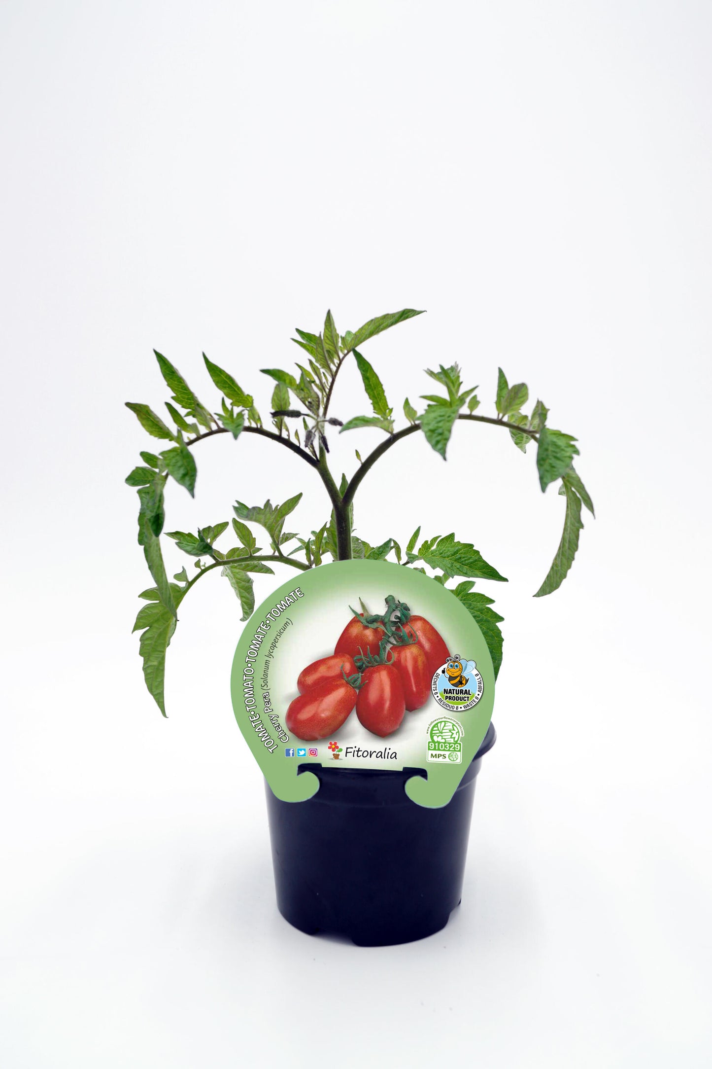 Plantón Tomate Cherry Pera En Maceta 10,5 Cm. Natural - Fitoralia_0