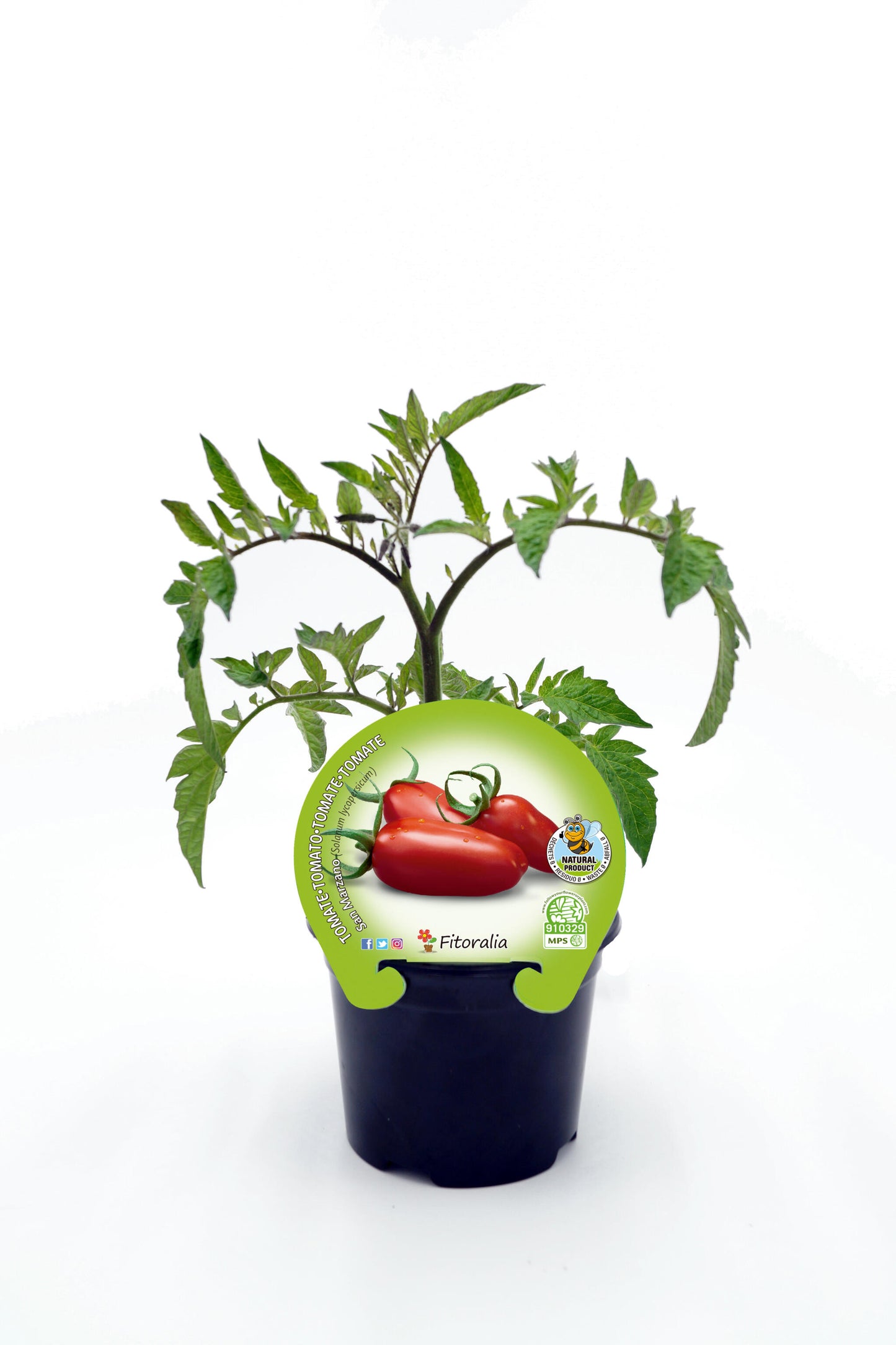 Plantón Tomate San Marzano En Maceta 10,5 Cm. Natural - Fitoralia_0