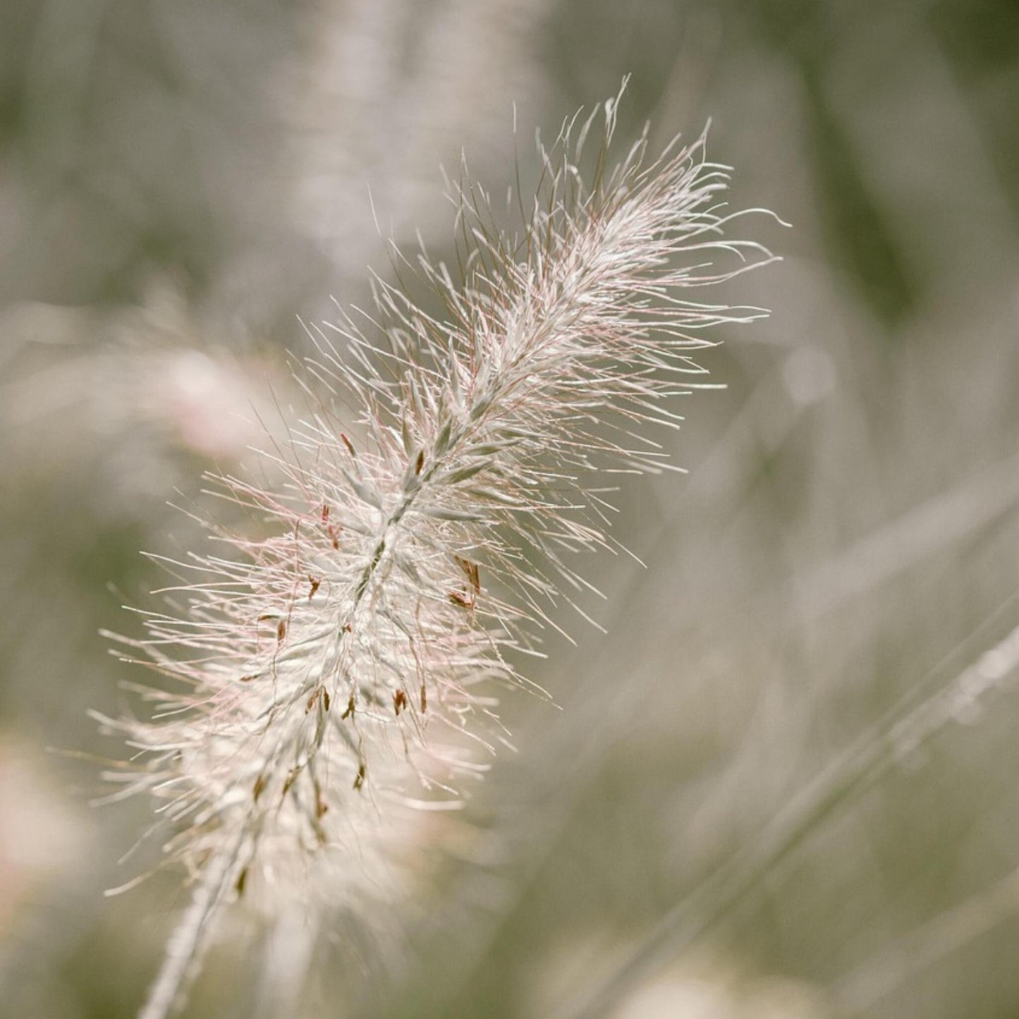 Pluma De Zorro Hameln - 2 Pzs - Pennisetum 'hameln' - Altura 20-30cm - ⌀23cm_3