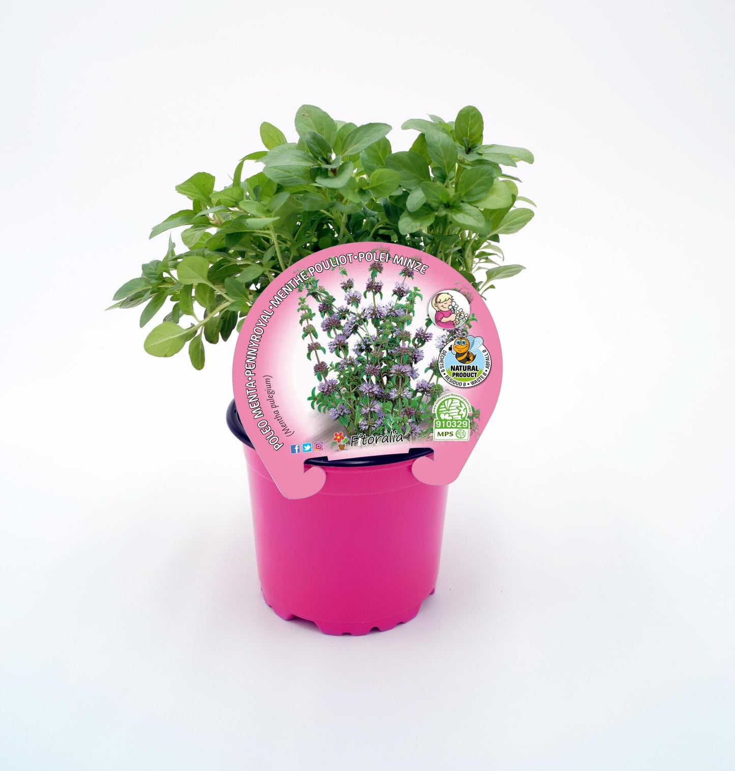 Poleo En Maceta 10,5 Cm. Natural - Fitoralia_0