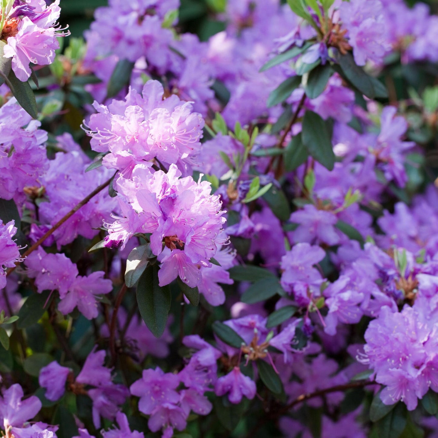 Rododendro - 6 Pzs - Rhododendron Catawbiense - Altura 25-40cm - ⌀9cm_3