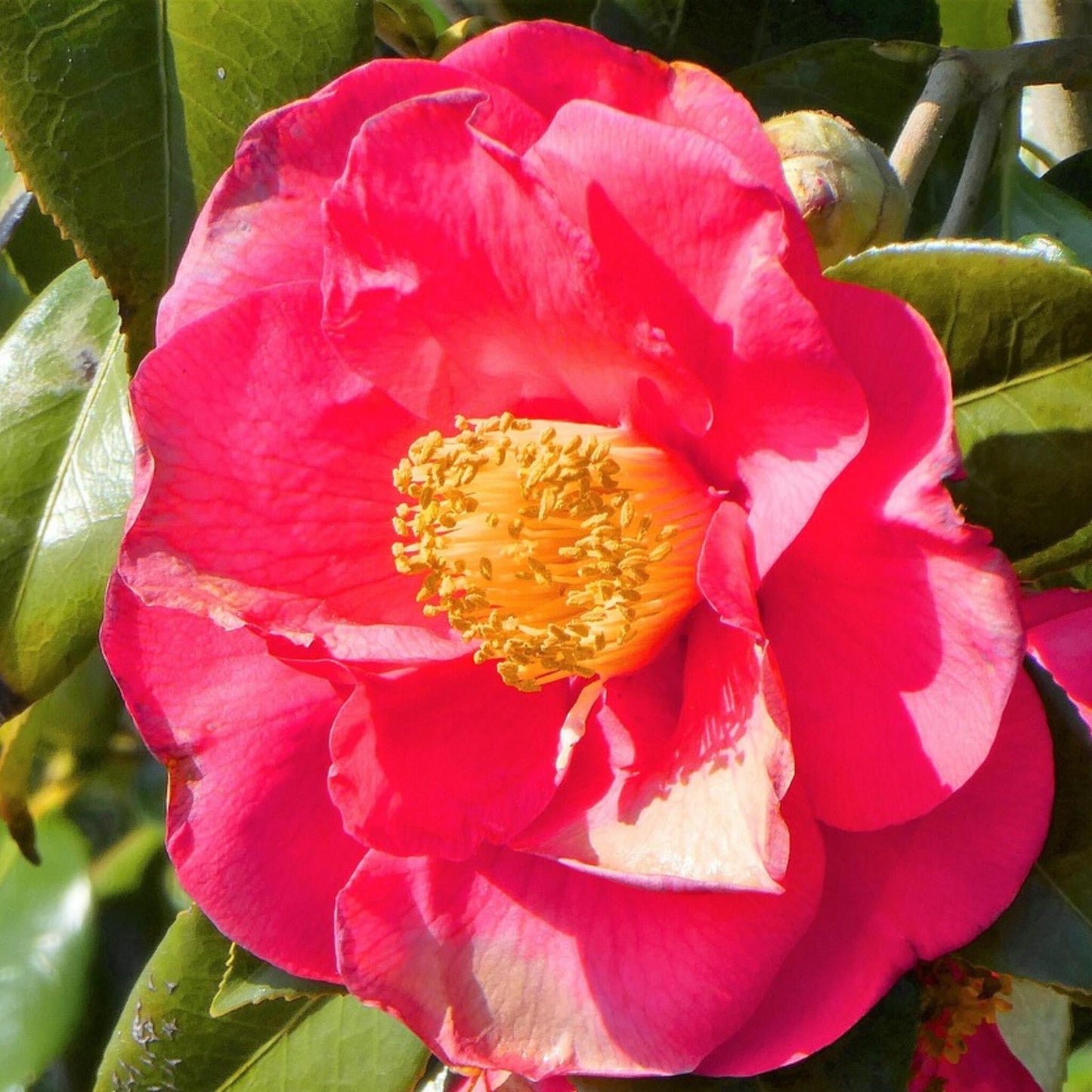 Rosa Japonesa - 2 Pzs - Camellia Japonica 'lady Campbell' - A60-70cm - ⌀19cm_3