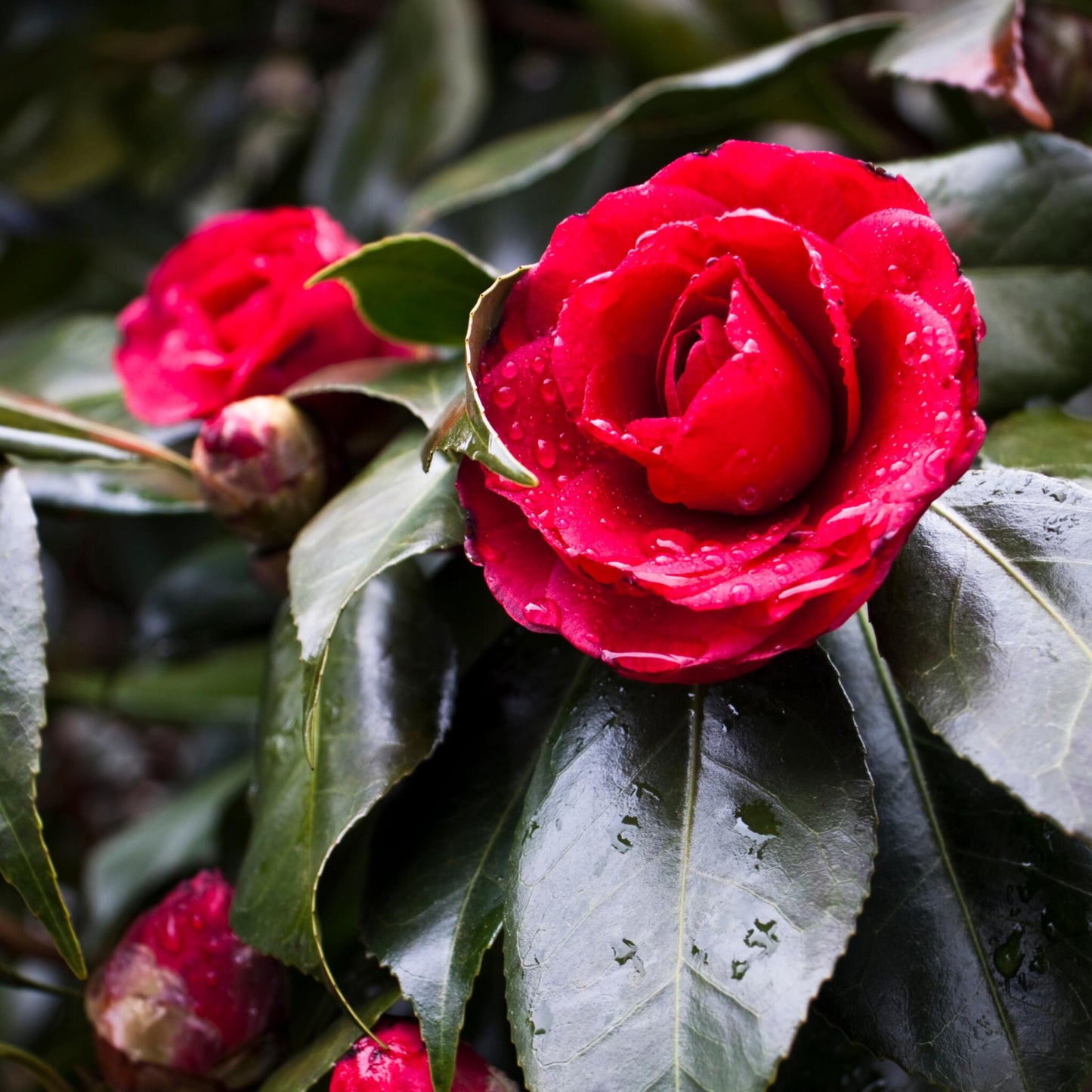 Rosa Japonesa - Camellia Japonica 'lady Campbell' - Altura 50-60cm - ⌀15cm_3
