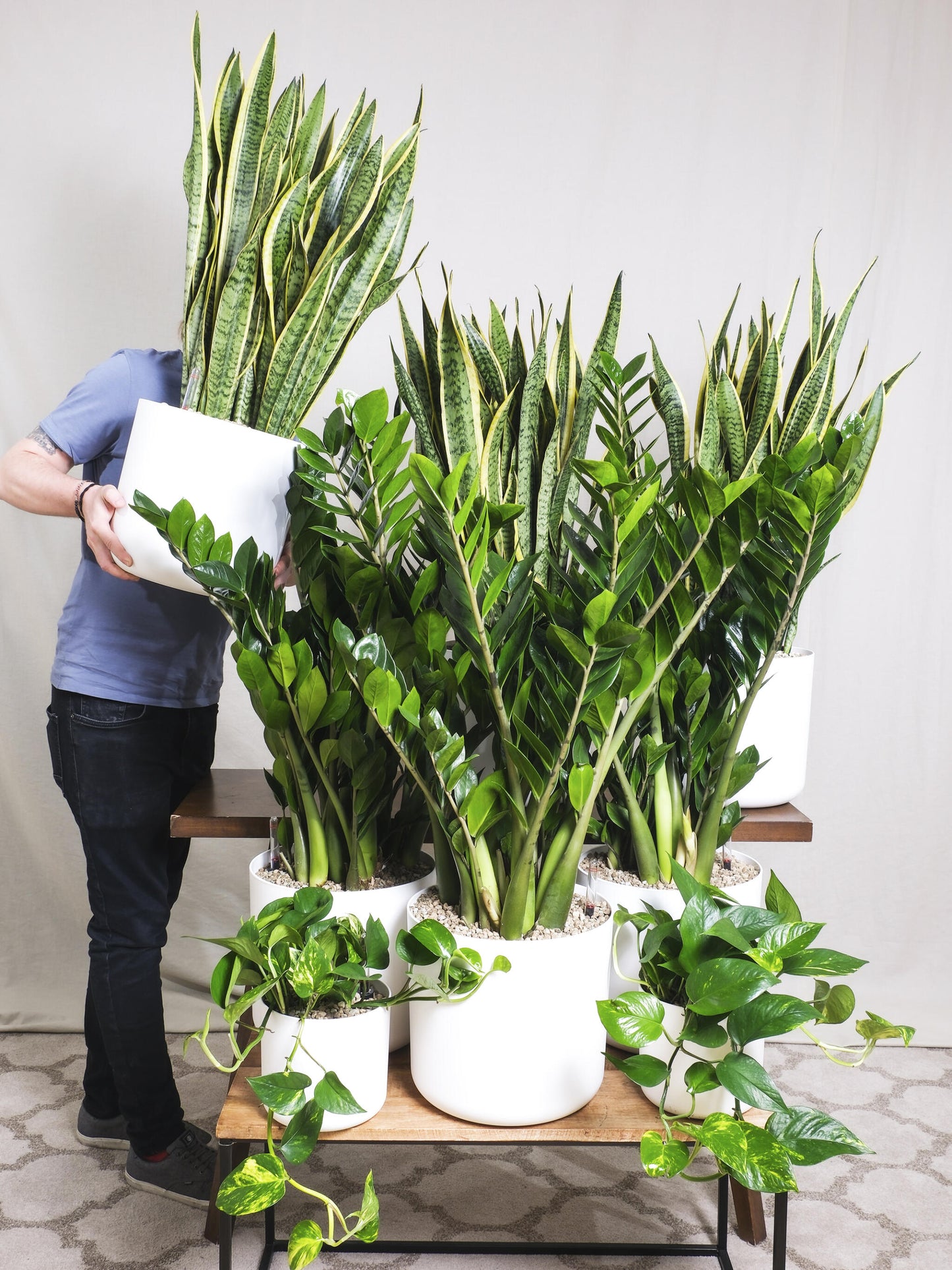Sansevieria Laurentii | Altura 75cm - Maceta 21cm_4
