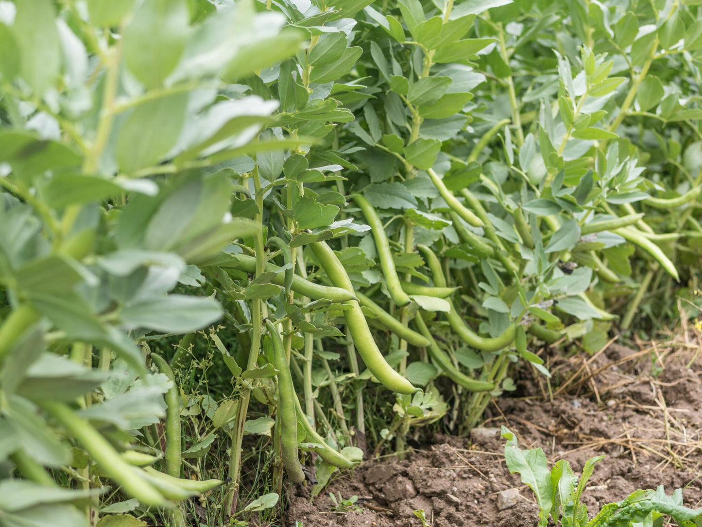 Semillas Haba Superaguadulce Ecológicas_0