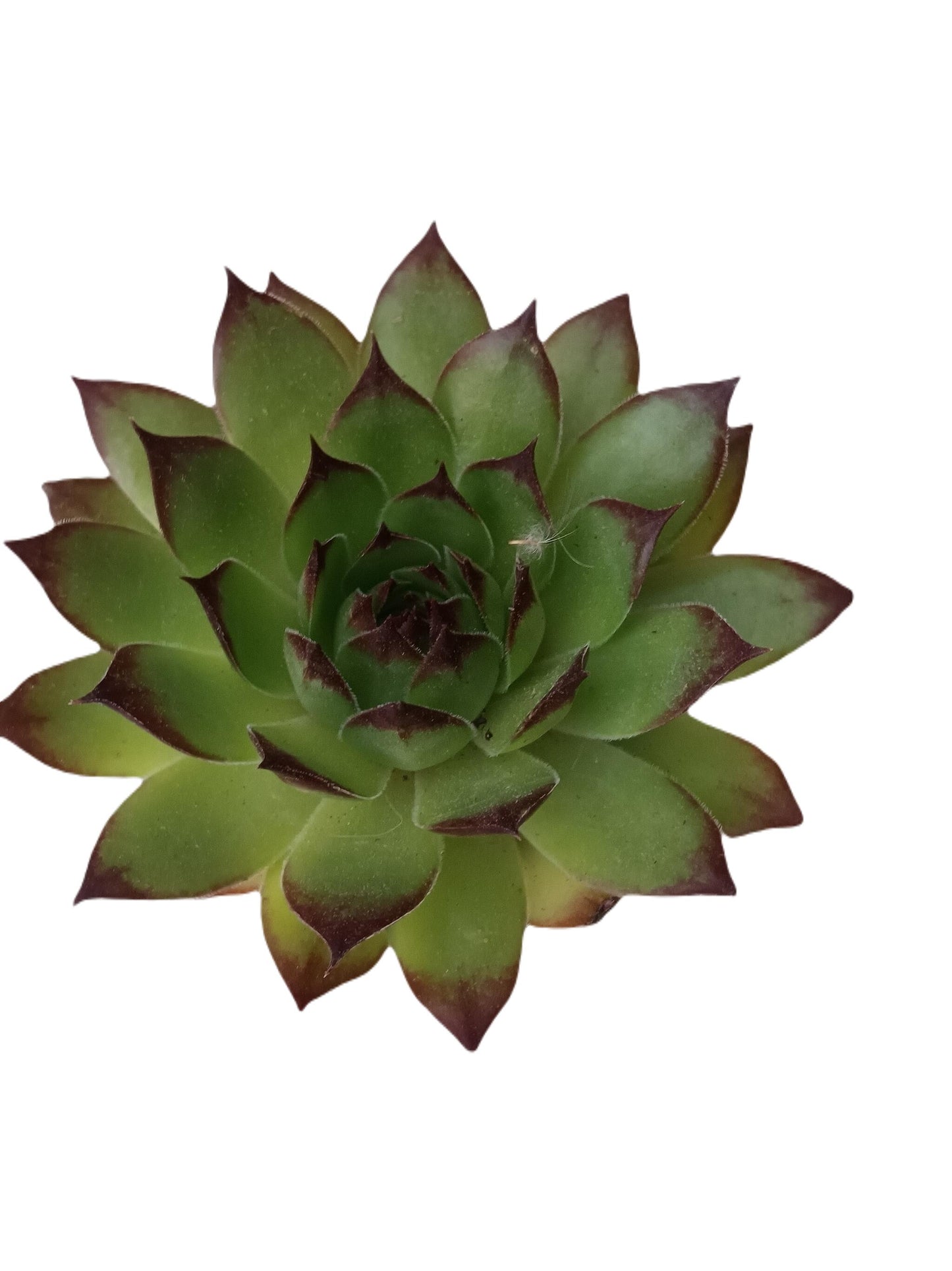 Sempervivum Calcarea Planta Suculenta De Sol Ø5 Cm_0