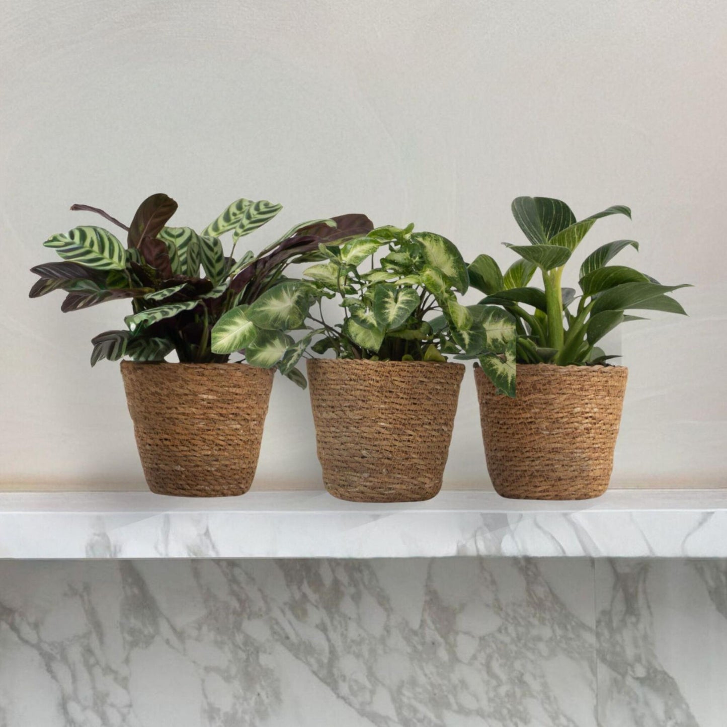 Set De 3 Plantas Con Cestas - Altura 25-40cm - ⌀12cm_4