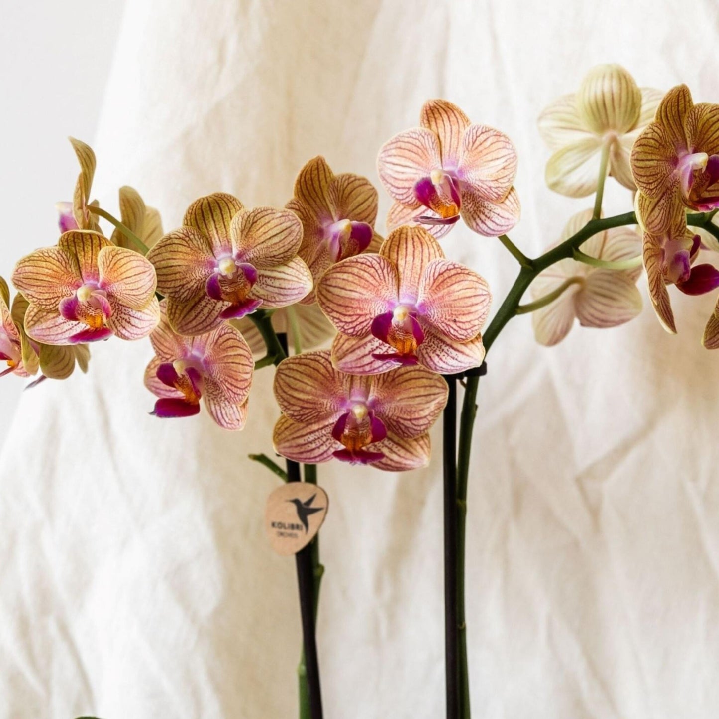 Set De Regalo Orquídea 'cocktail S' - Phalaenopsis - Altura 30cm_3